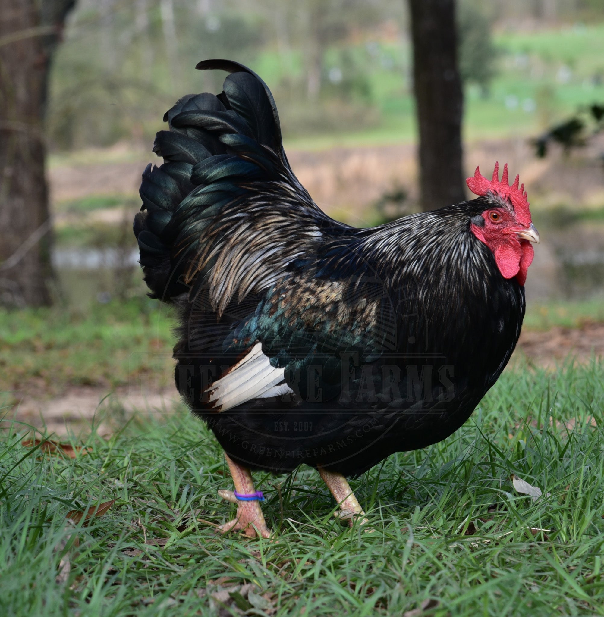 Silver Laced Barnevelder