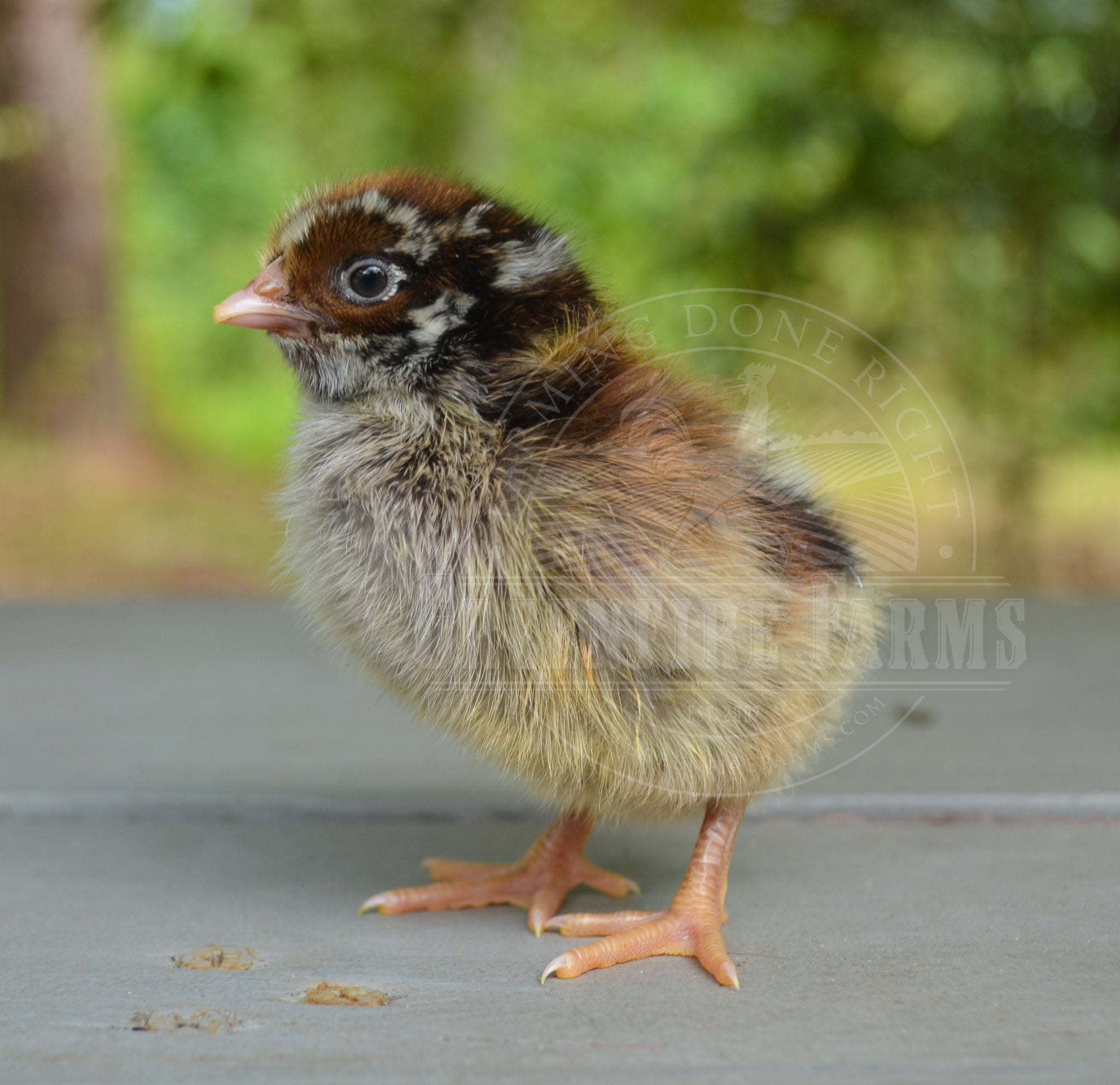 Silver Laced Barnevelder