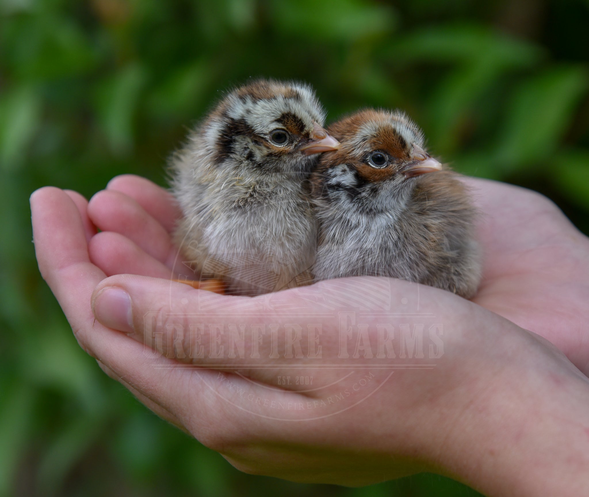 Silver Laced Barnevelder