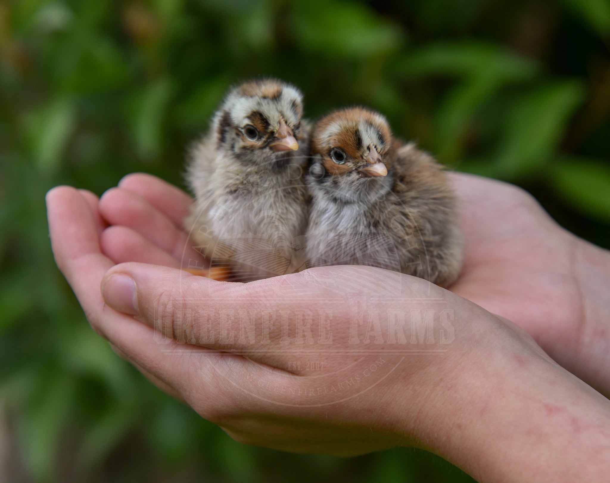 Silver Laced Barnevelder