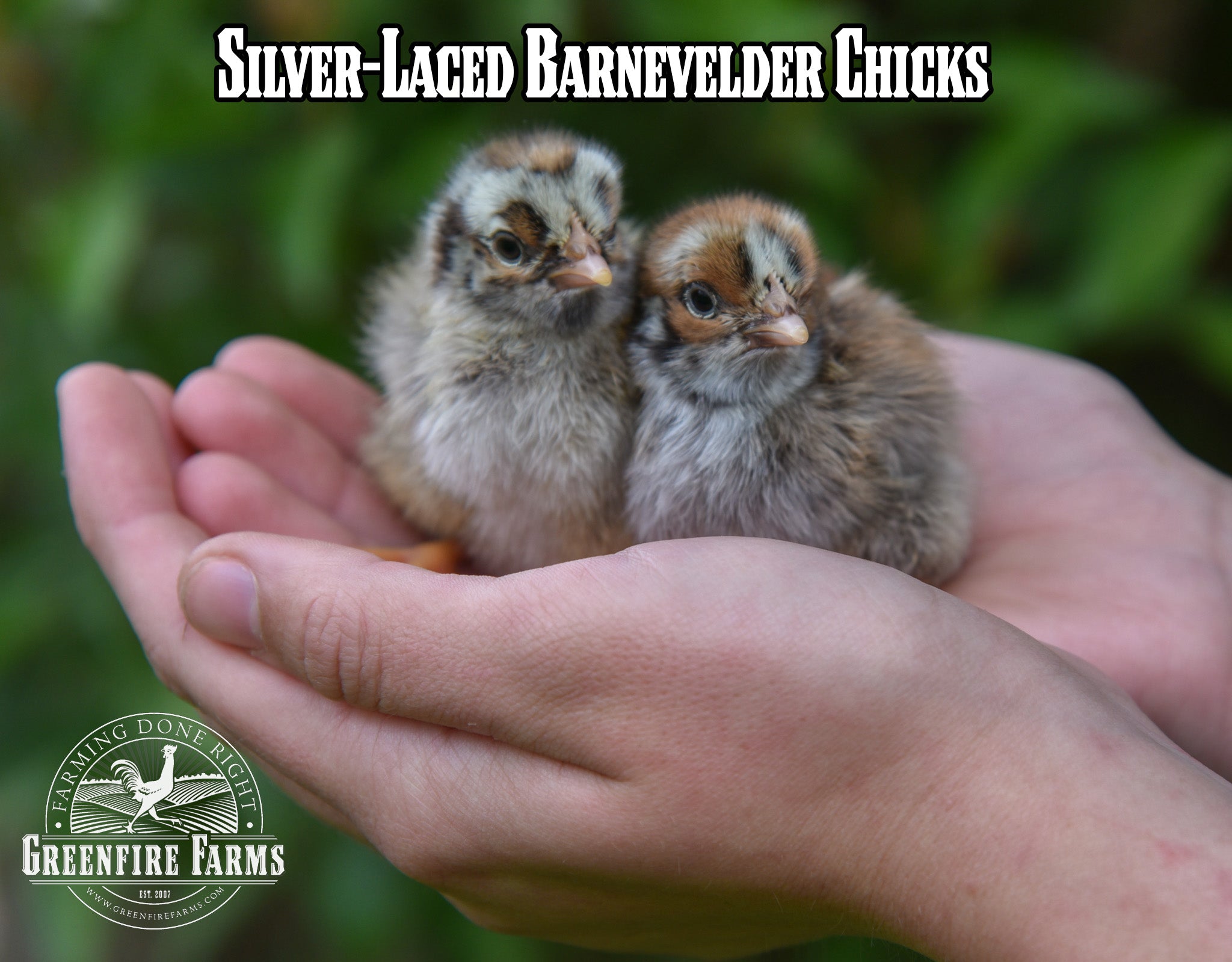 Beginners Assortment