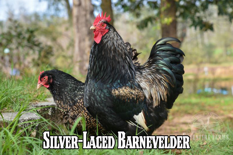 Beginners Assortment