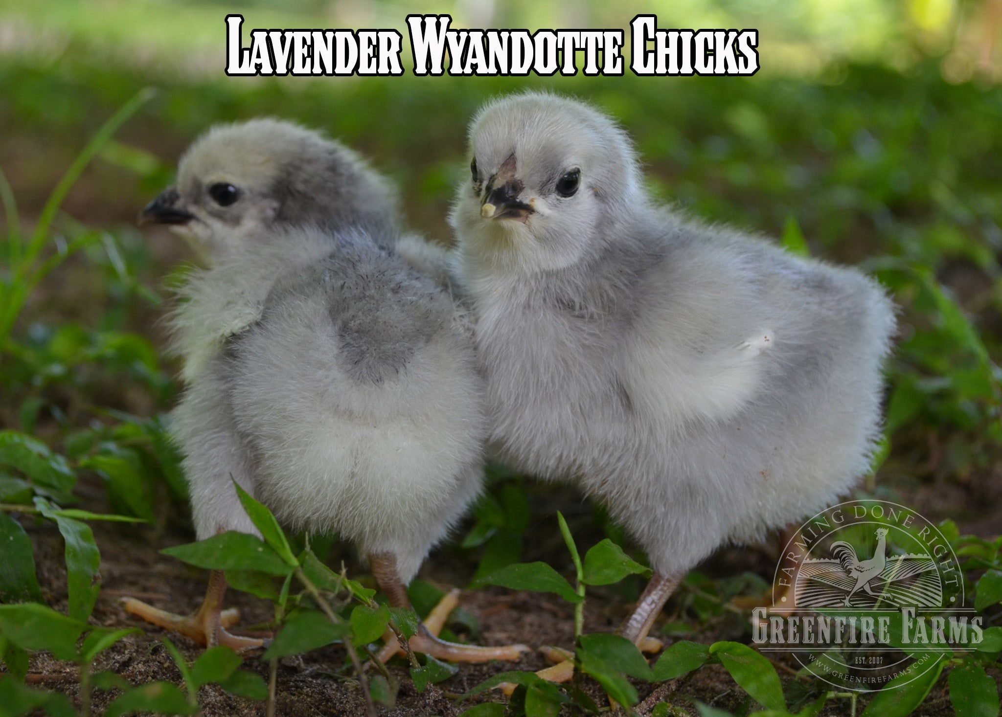 Beginners Assortment