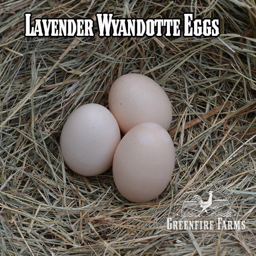 Beginners Assortment