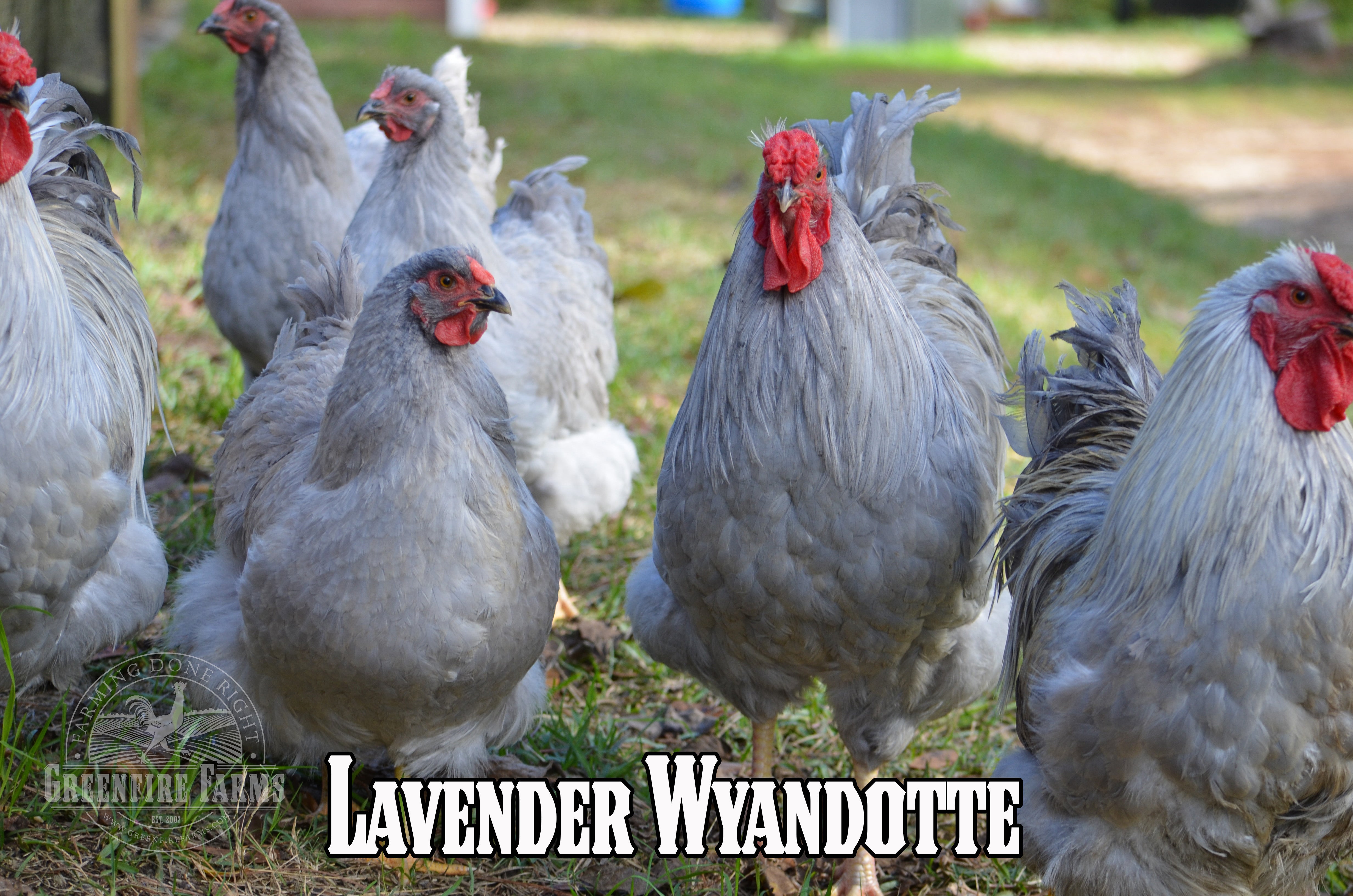 Beginners Assortment