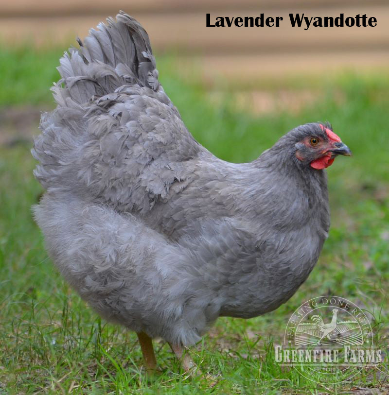 Table Breed Assortment