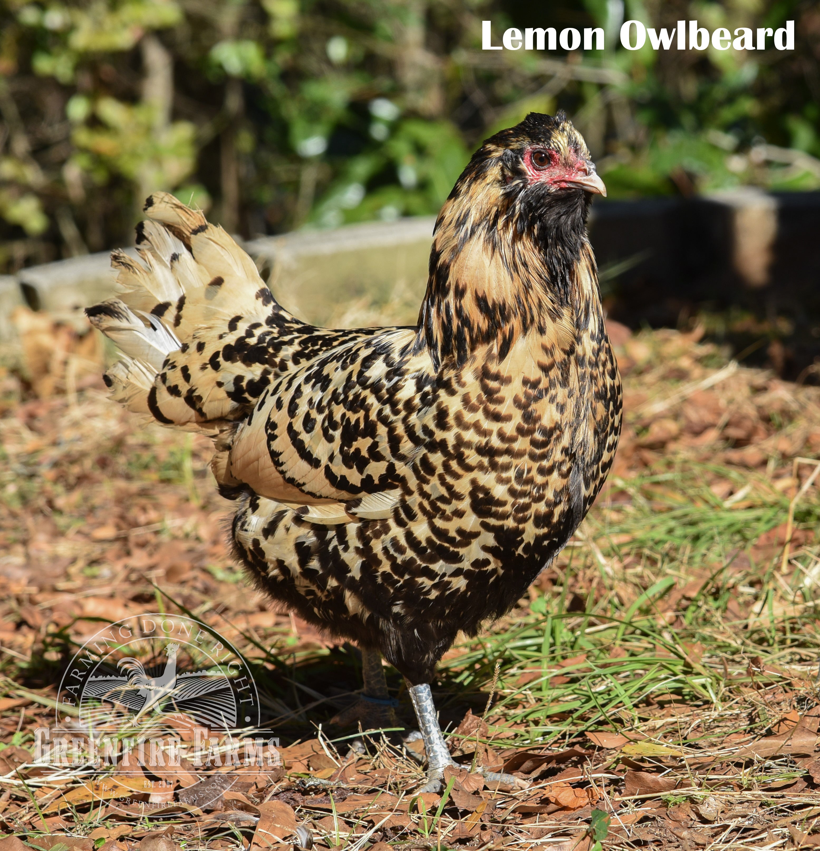 Cold Hardy Assortment