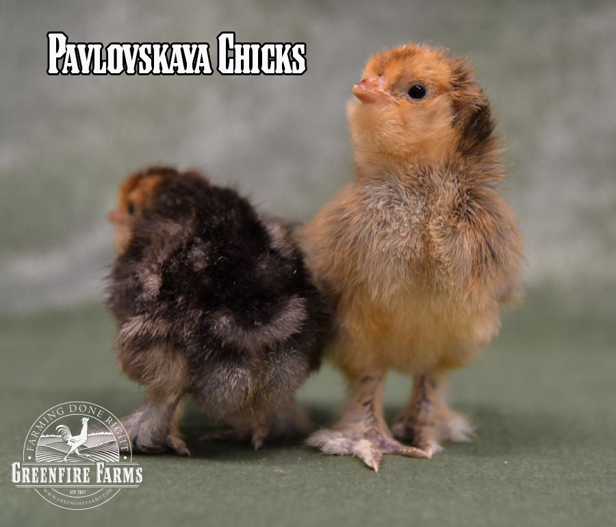 Beginners Assortment