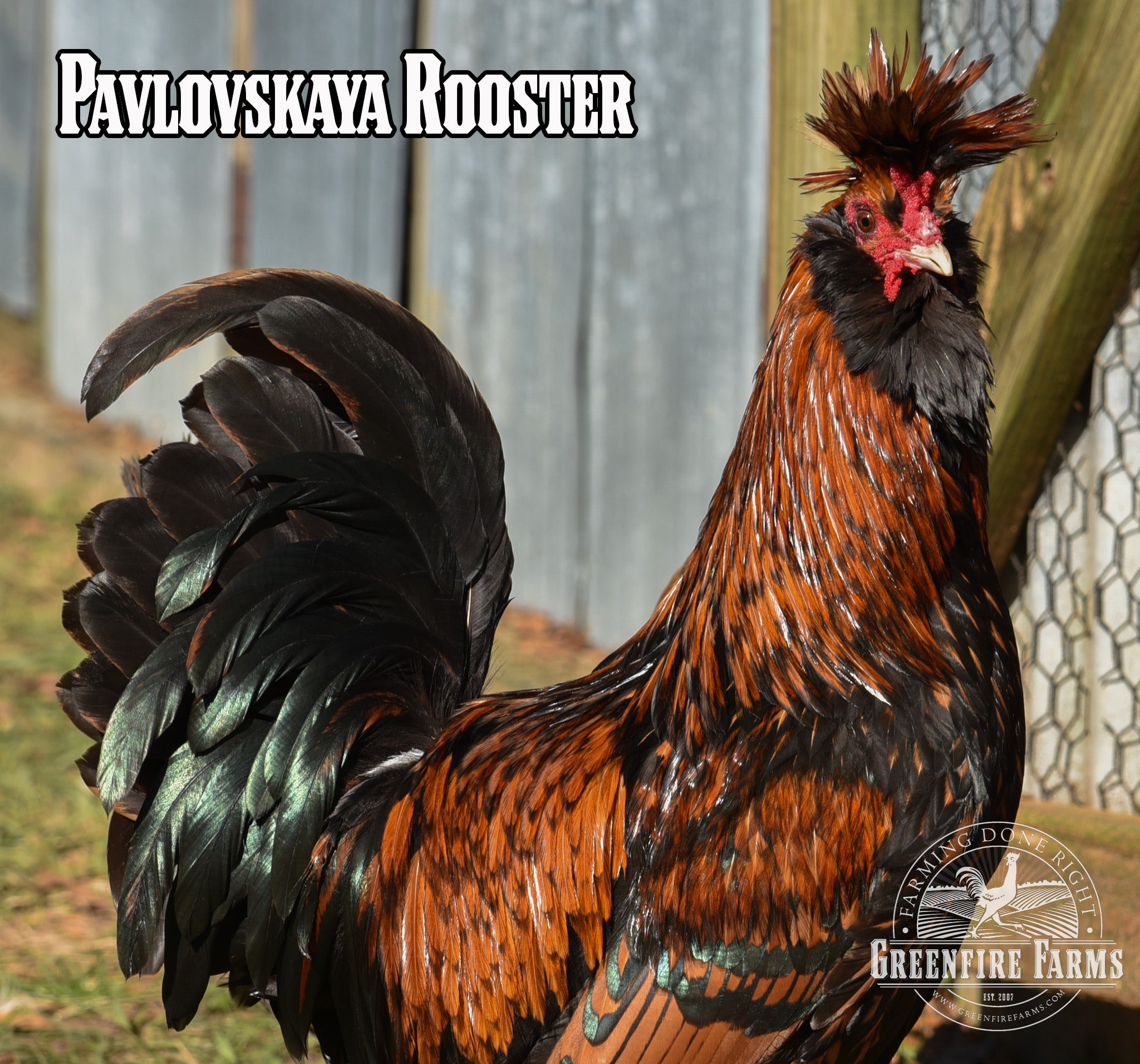 Beginners Assortment