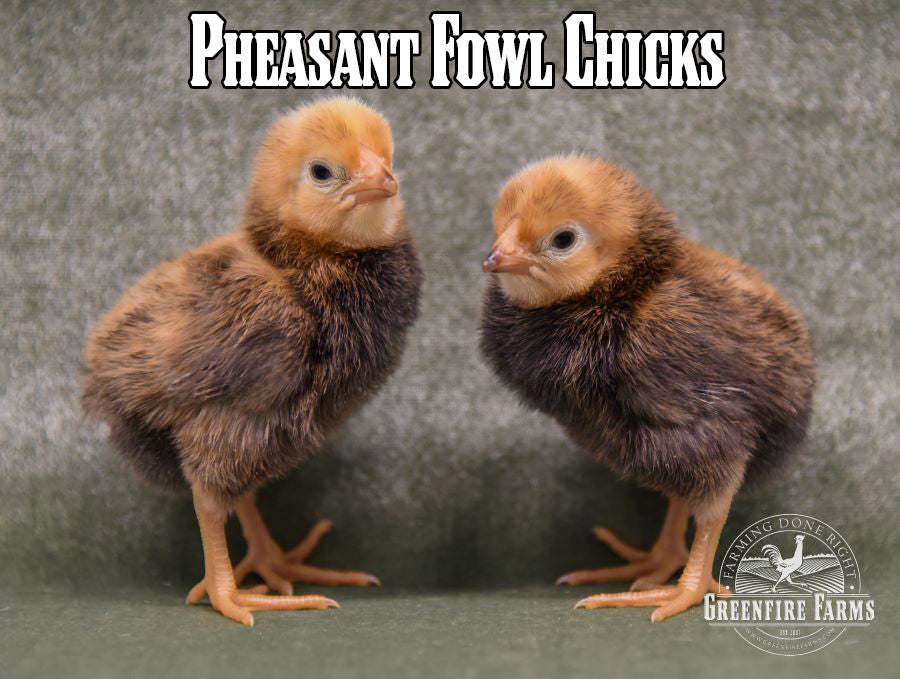 Best Egg-Layers Assortment