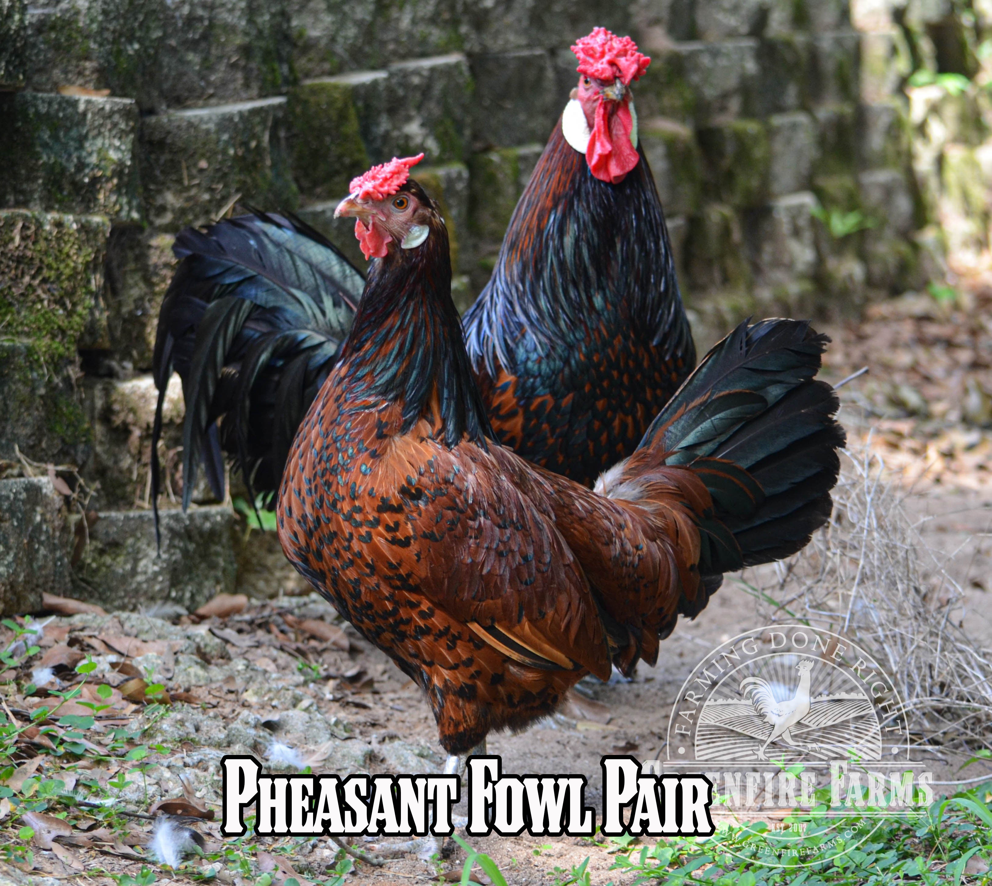 Best Egg-Layers Assortment