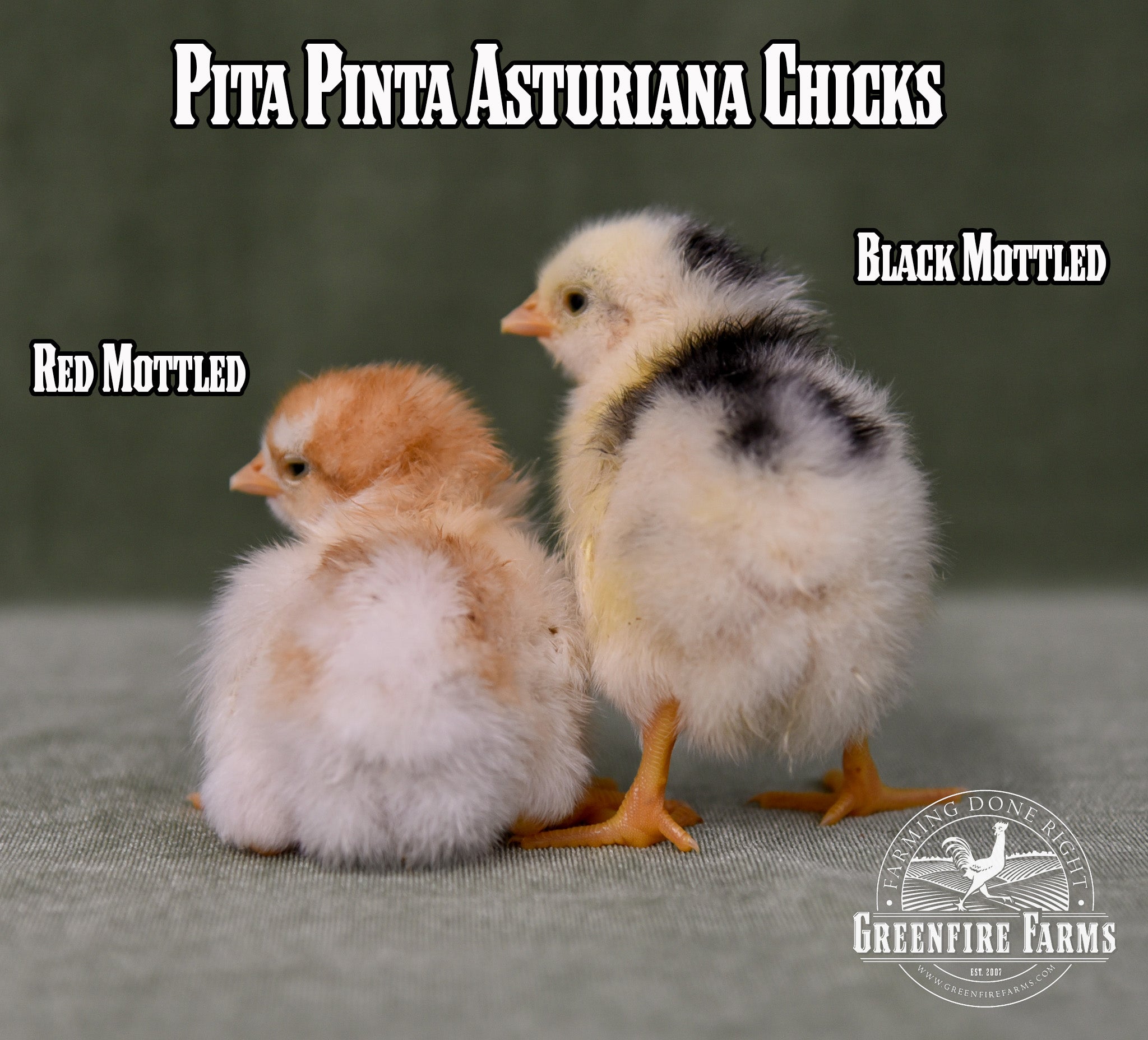 Best Egg-Layers Assortment