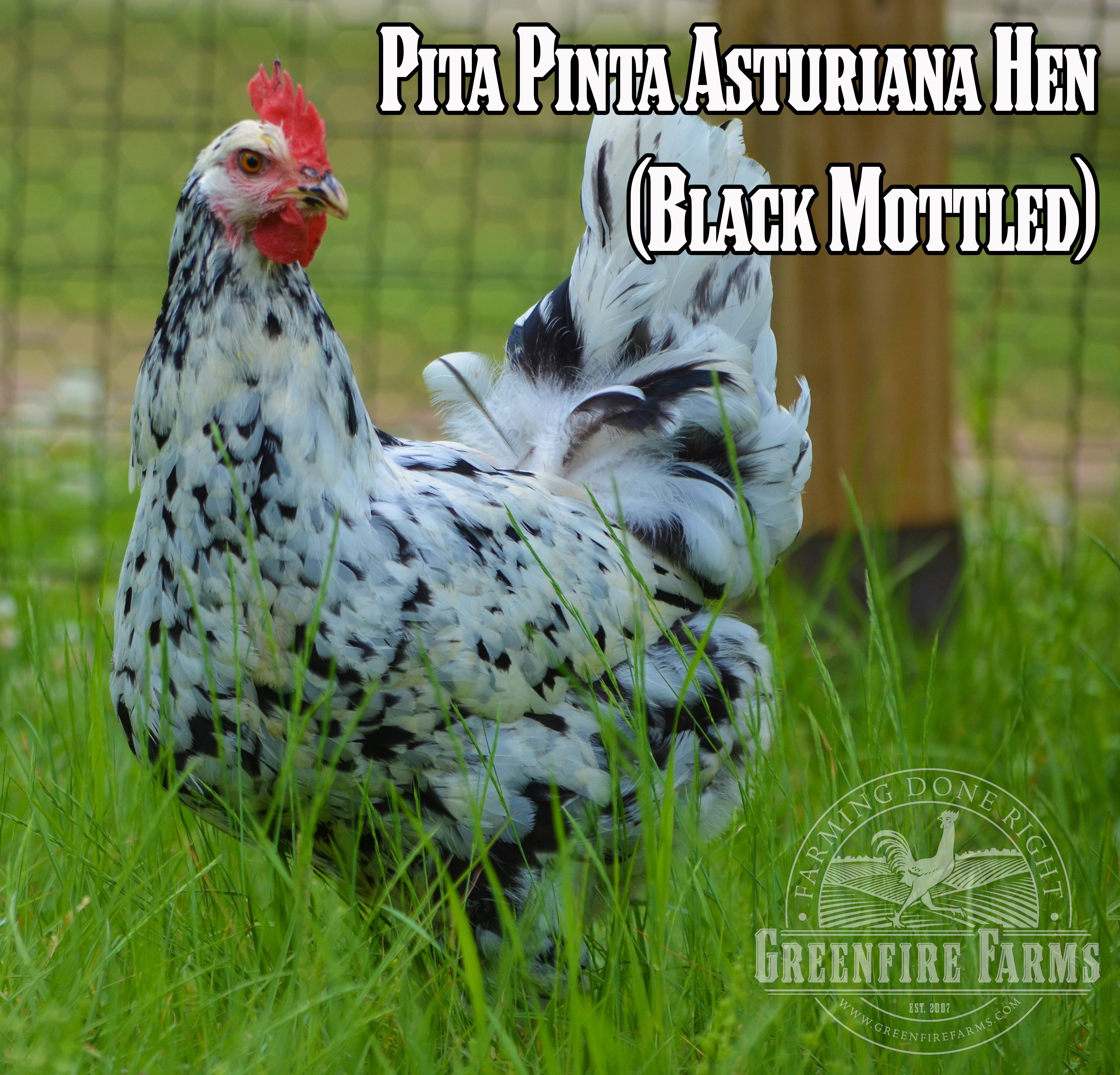 Beginners Assortment