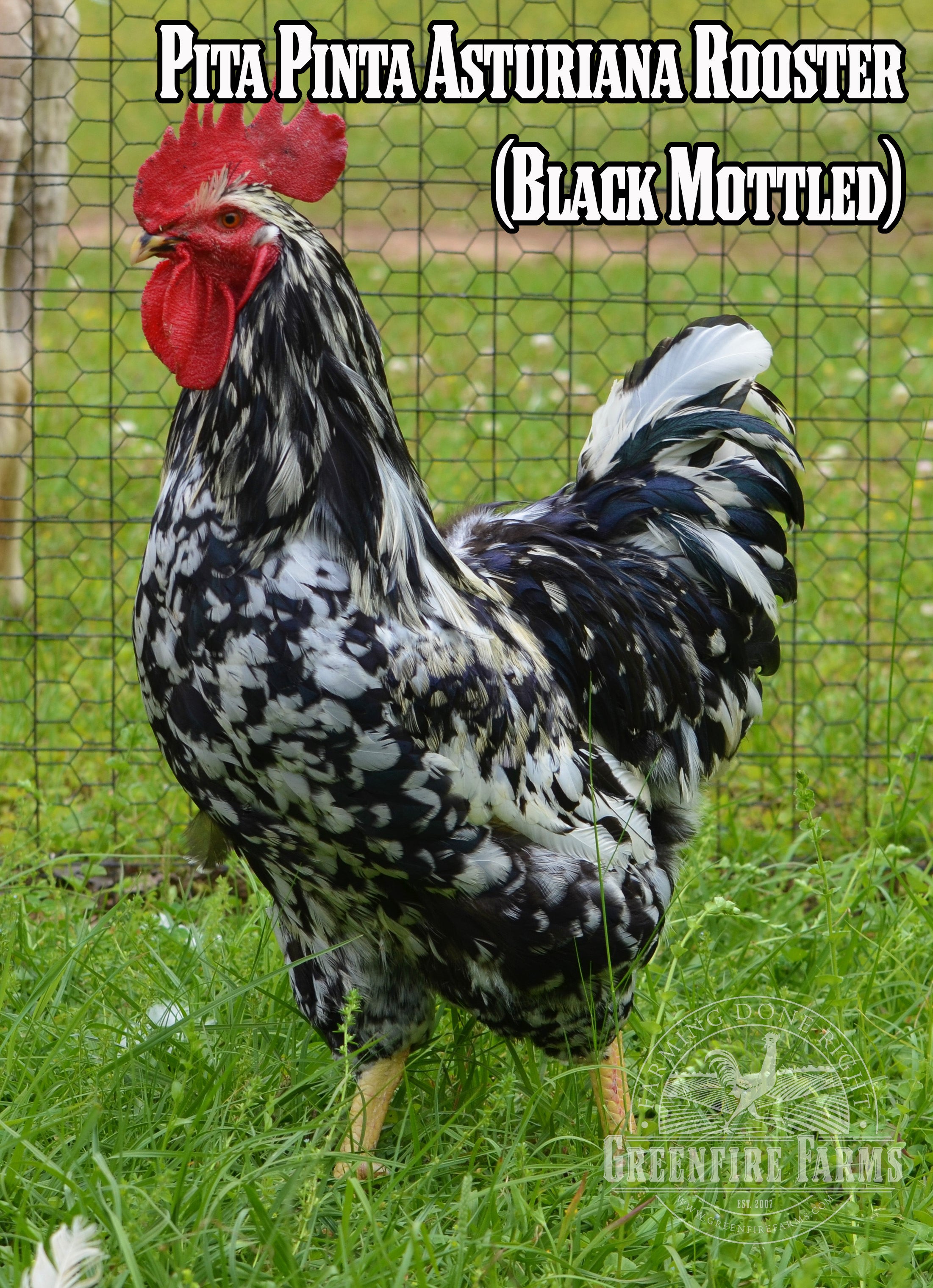 Best Egg-Layers Assortment