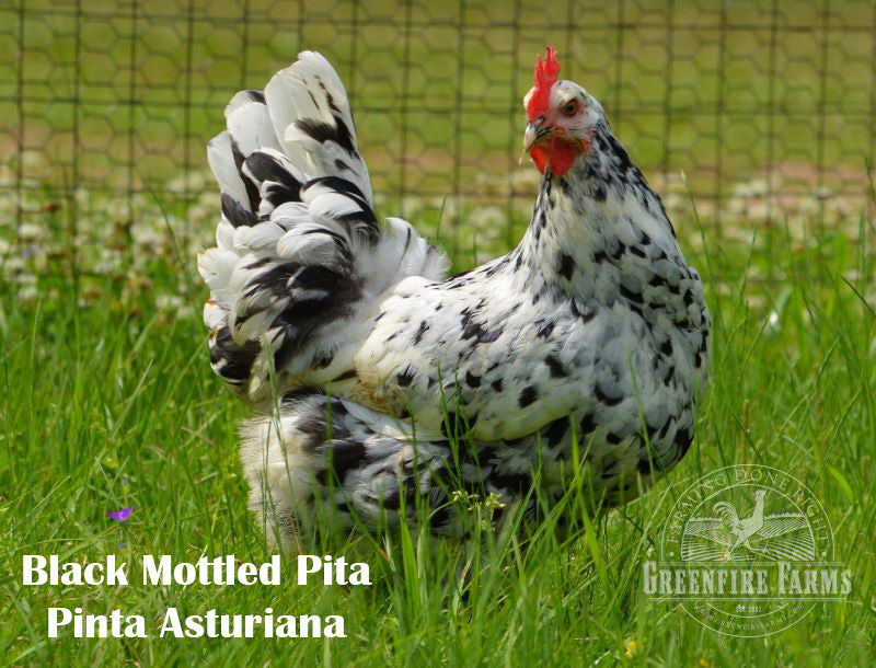 Table Breed Assortment