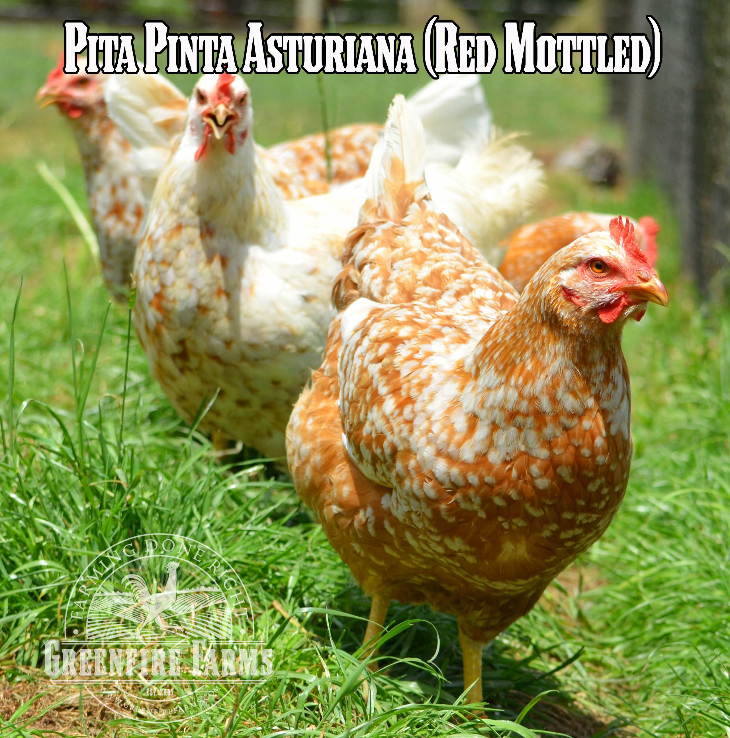 Best Egg-Layers Assortment