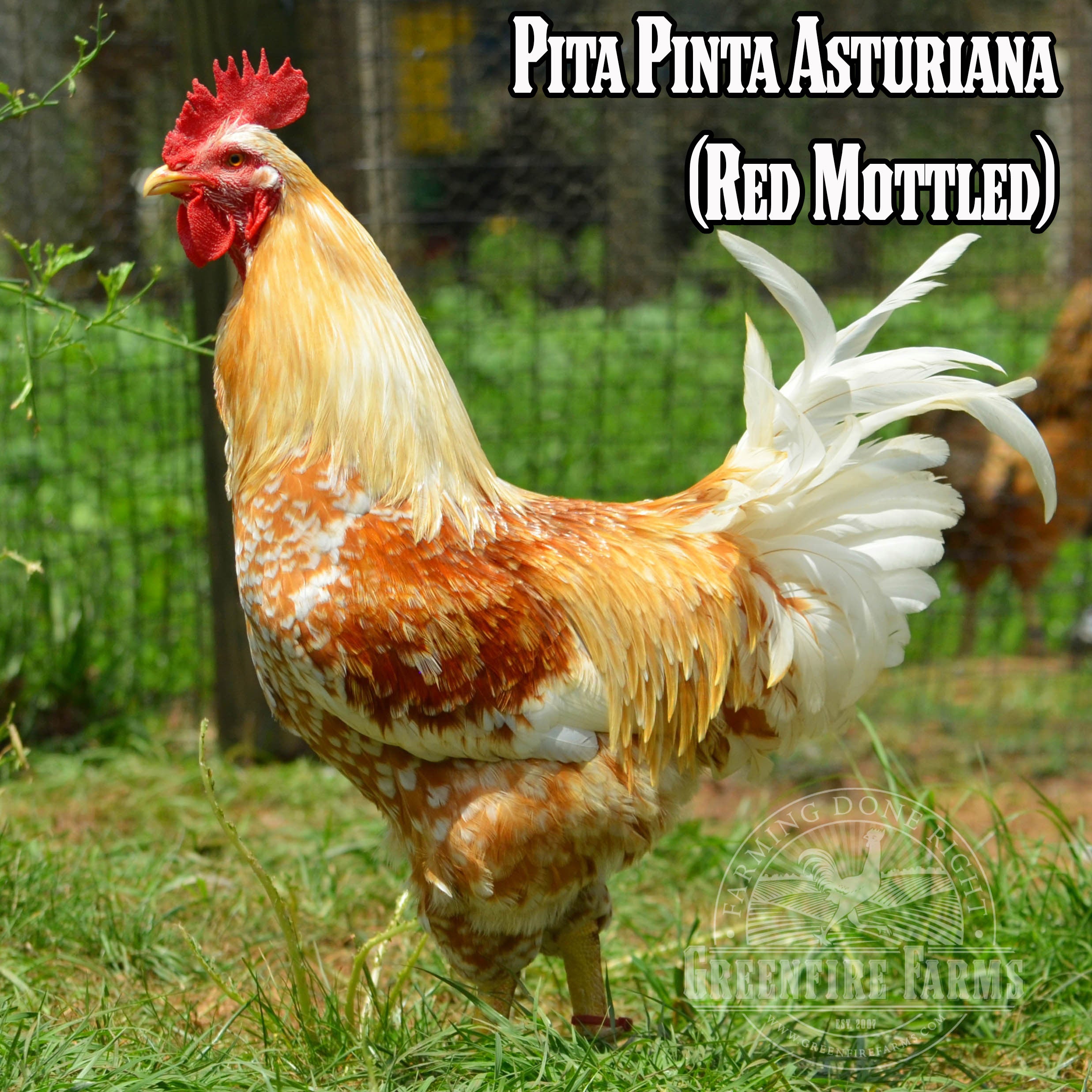 Beginners Assortment