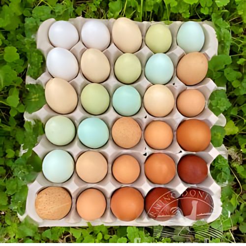 Rainbow Egg Layer Assortment