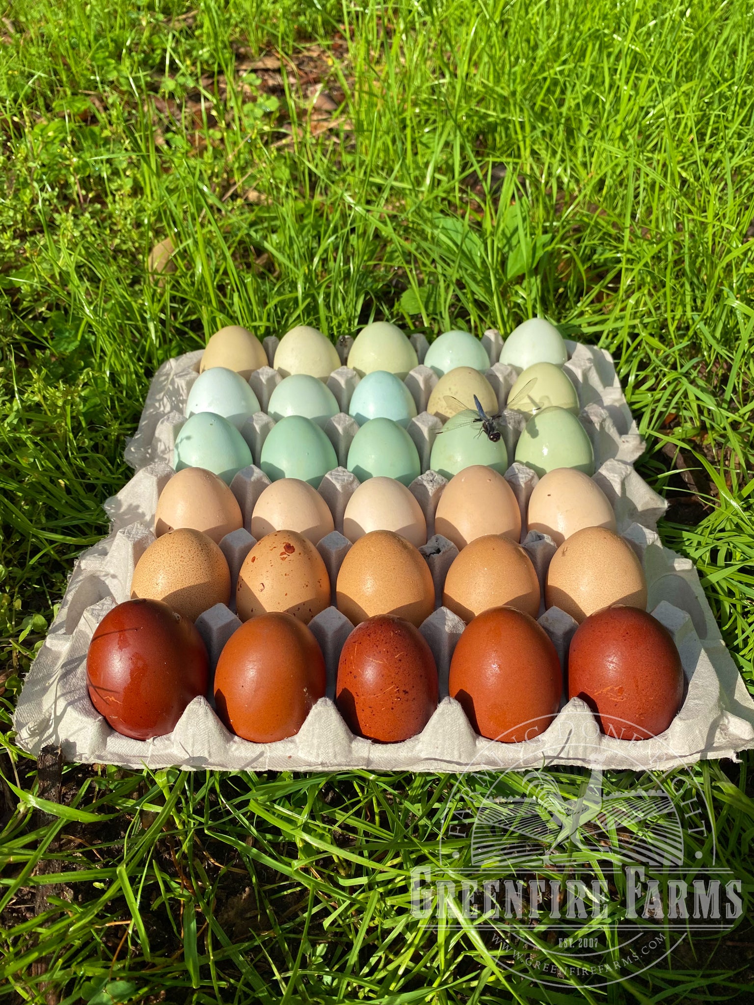 Rainbow Egg Layer Assortment