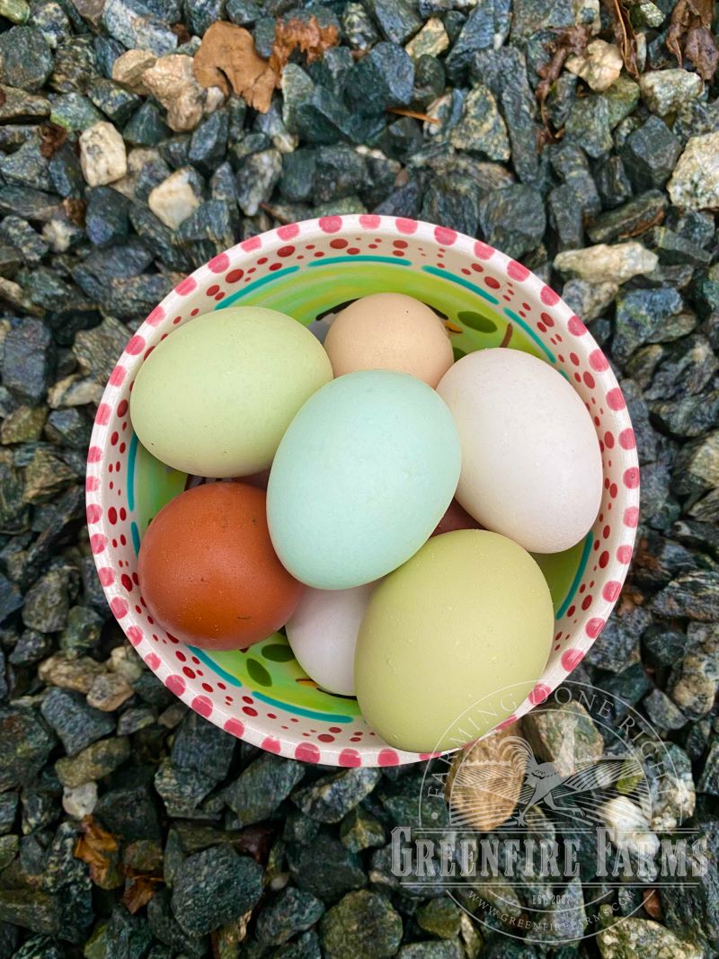 Rainbow Egg Layer Assortment