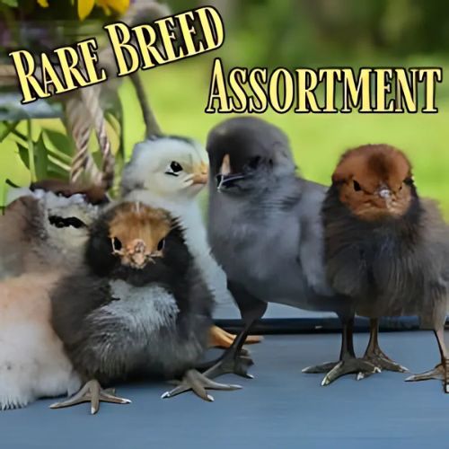 Rare Breed Assortment