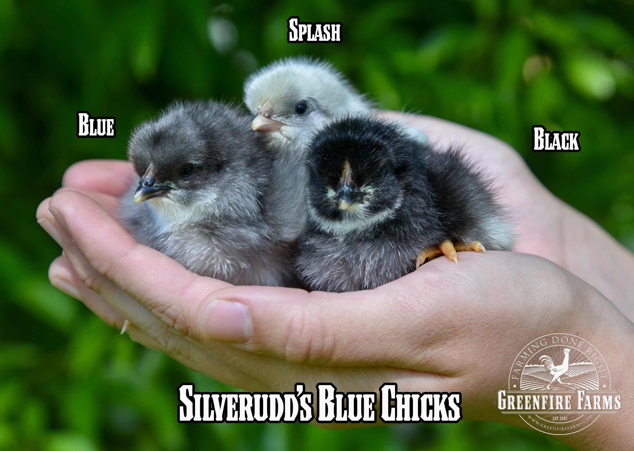 Best Egg-Layers Assortment