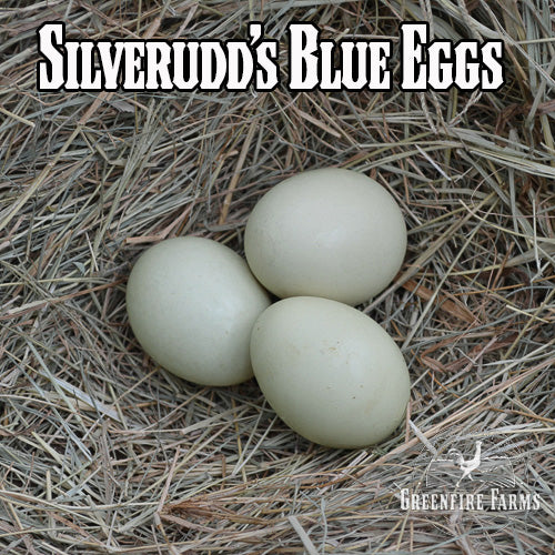 Best Egg-Layers Assortment