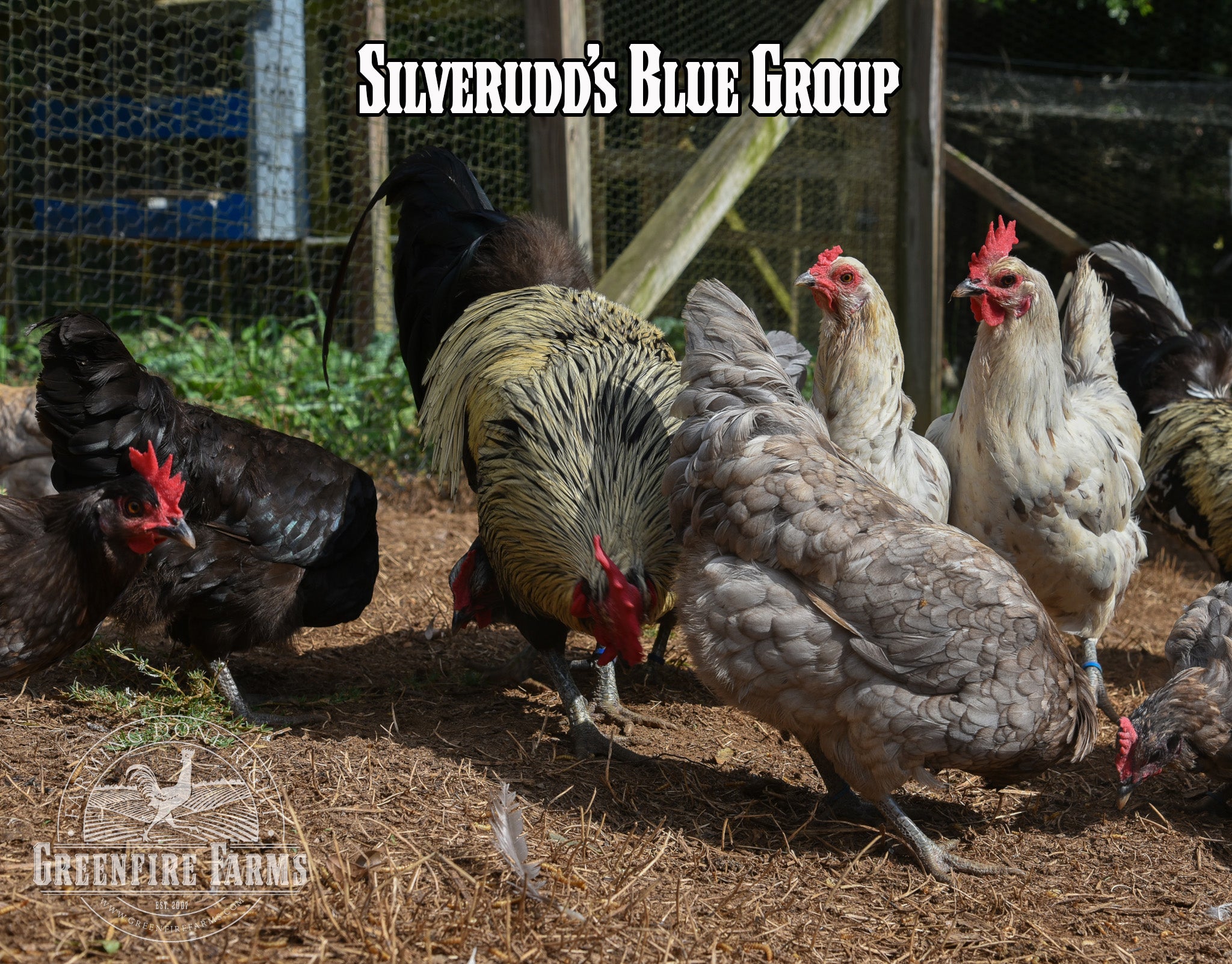 Best Egg-Layers Assortment