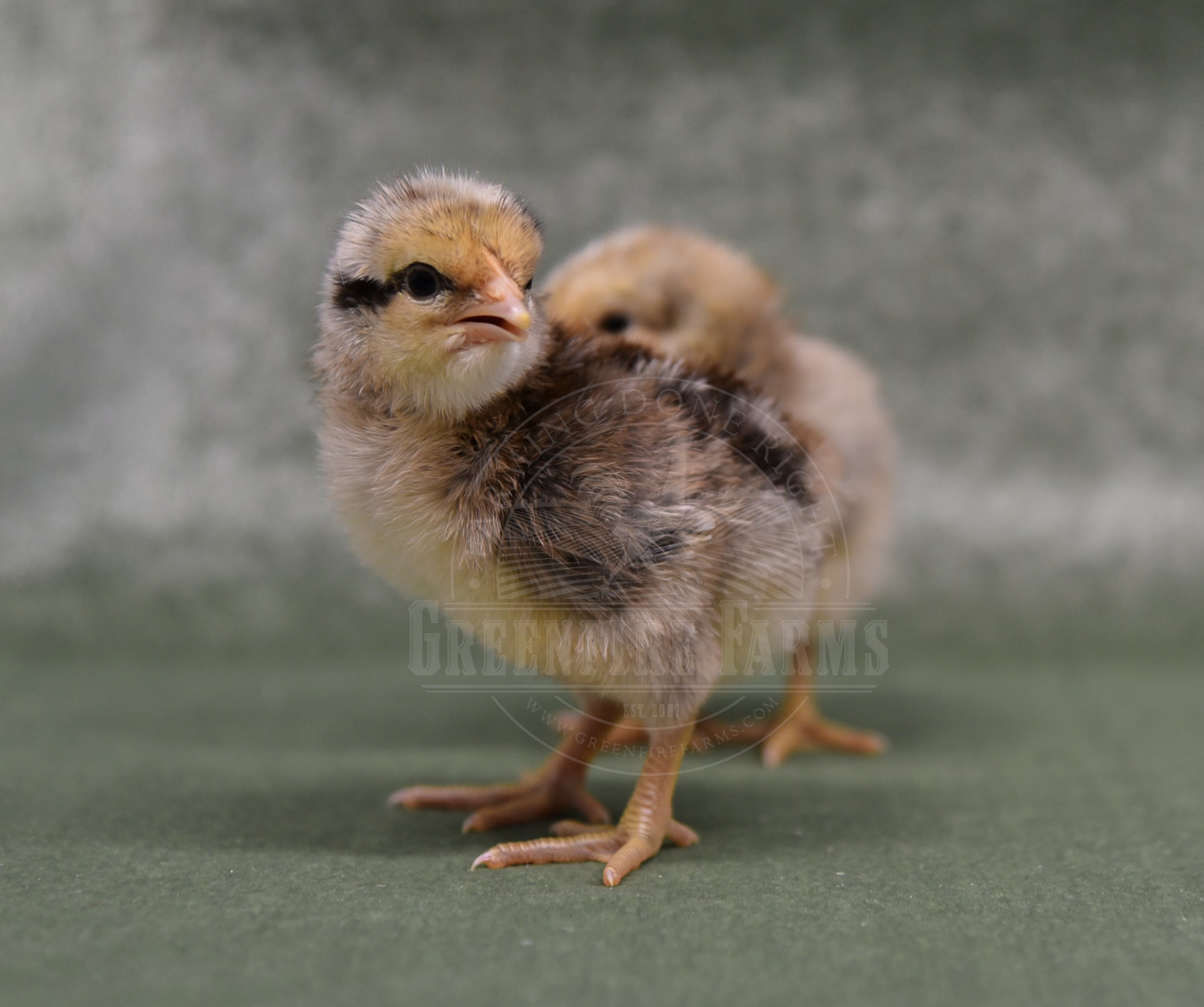 Silver Bielefelder