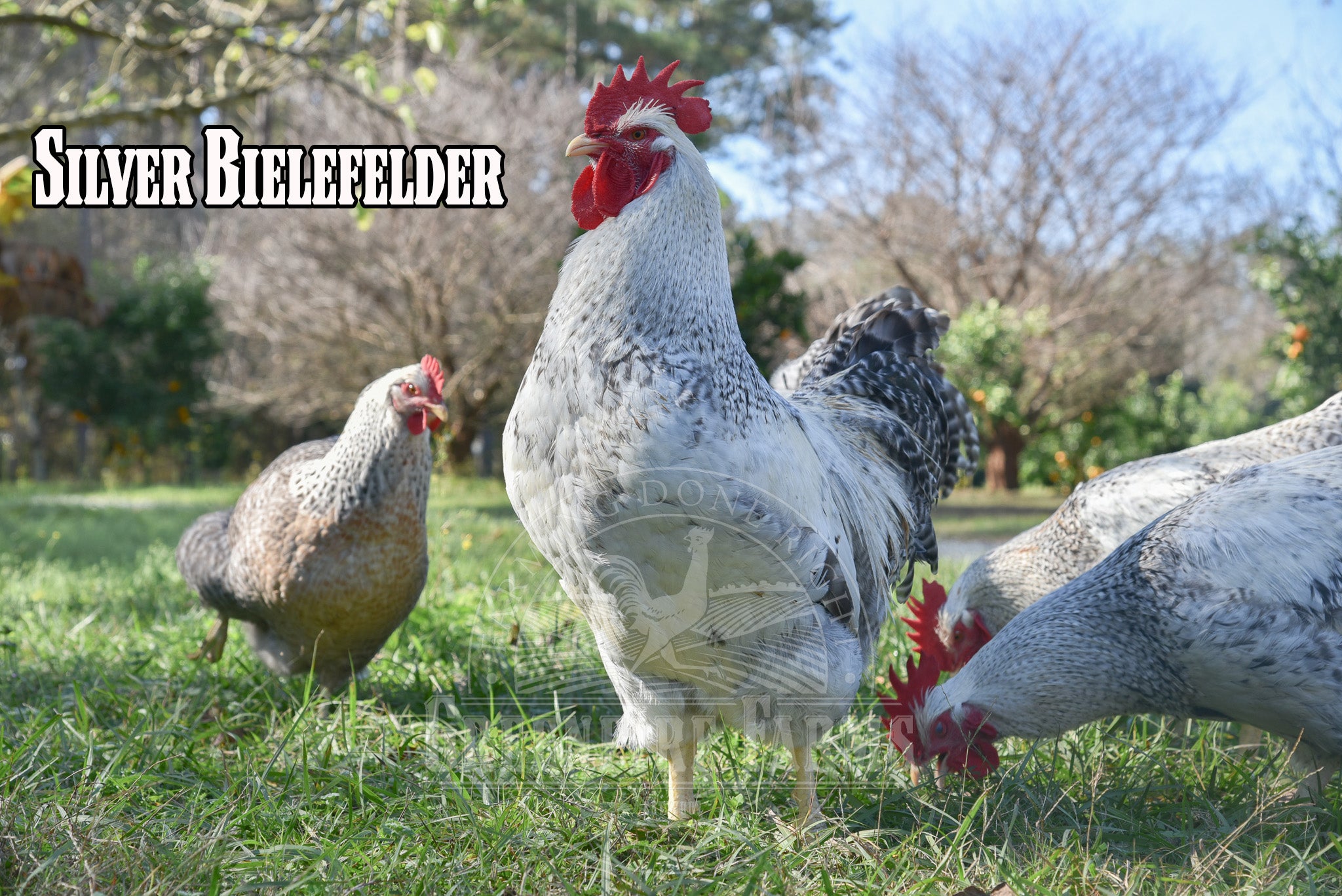 Best Egg-Layers Assortment