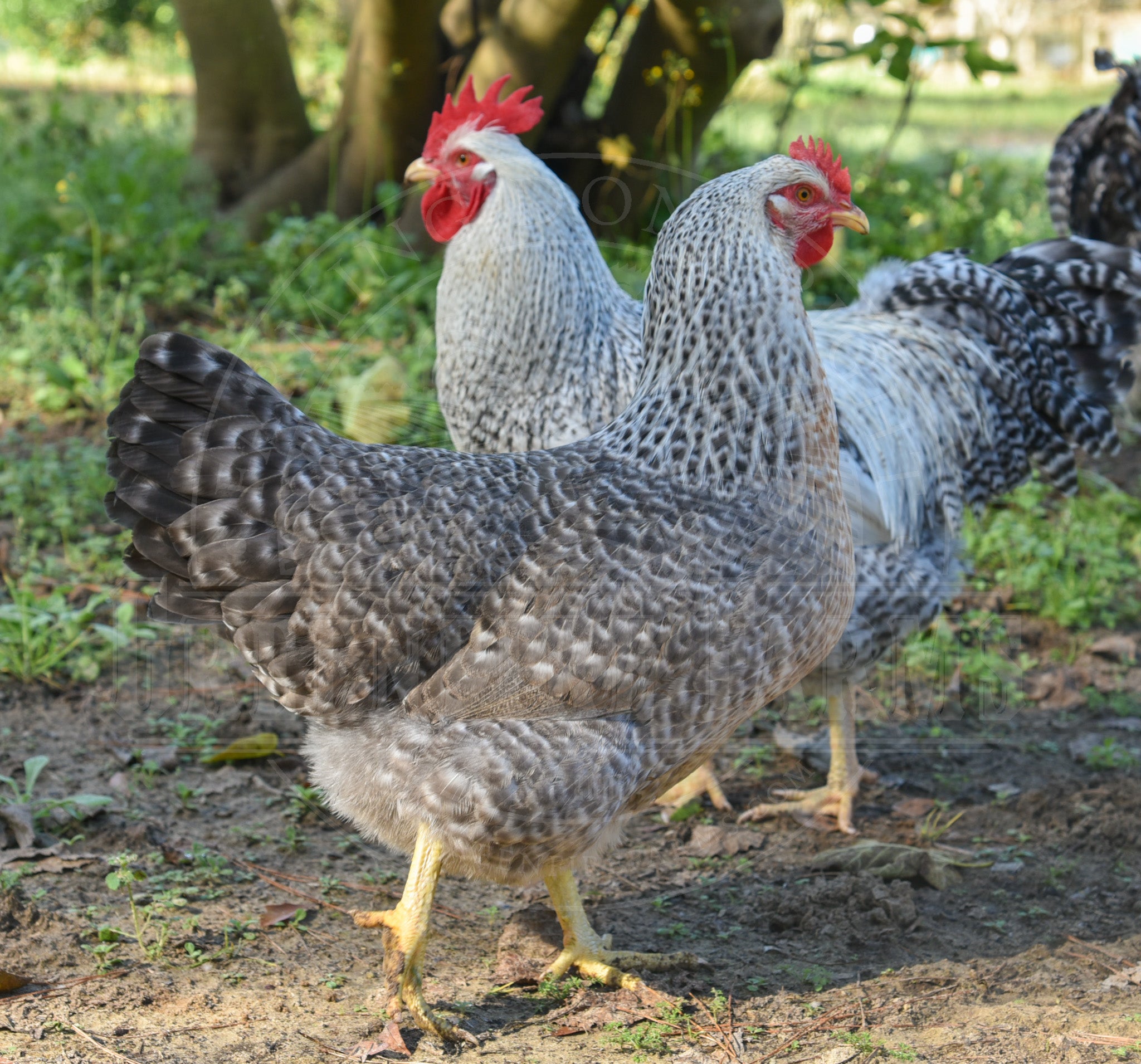 Silver Bielefelder