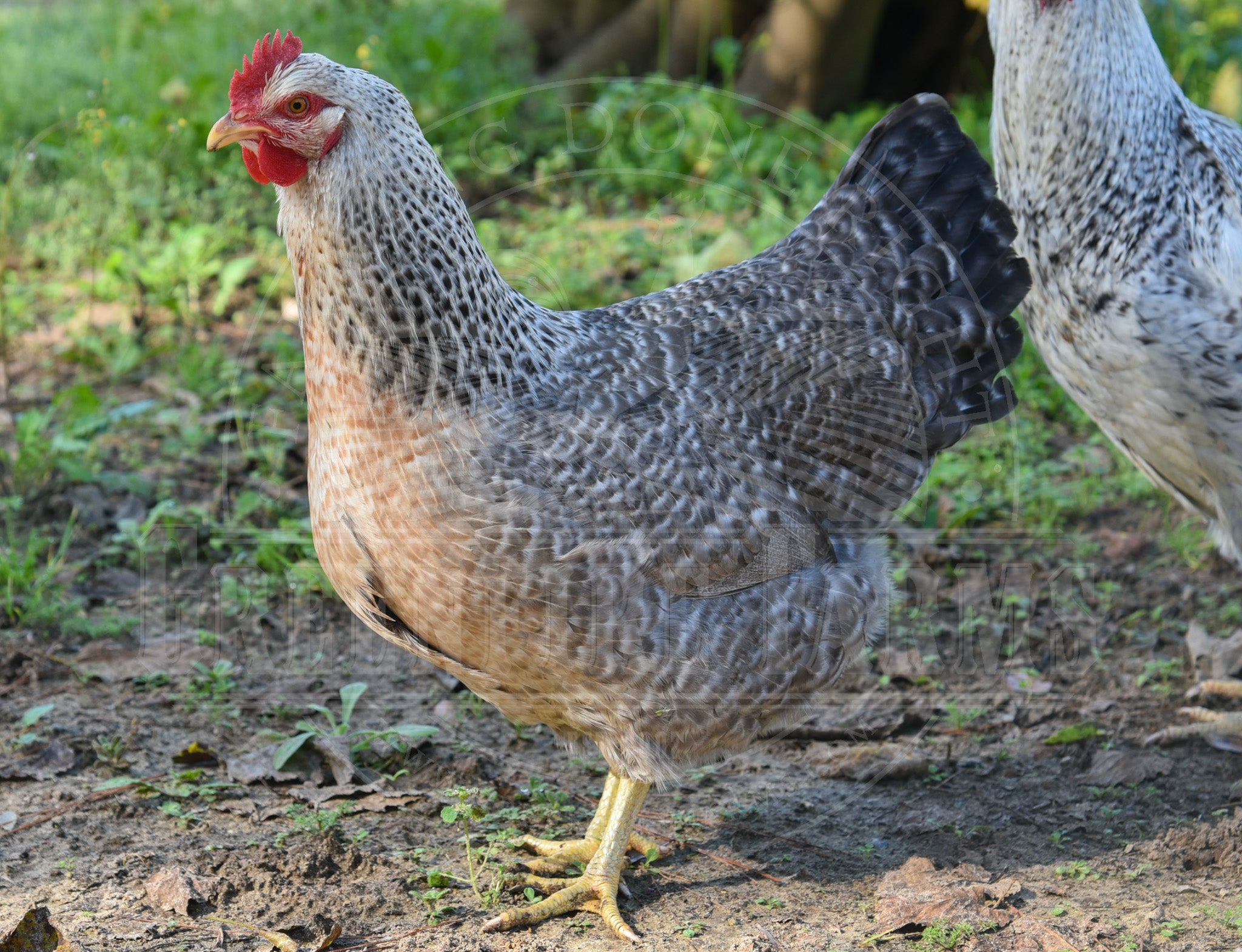 Silver Bielefelder