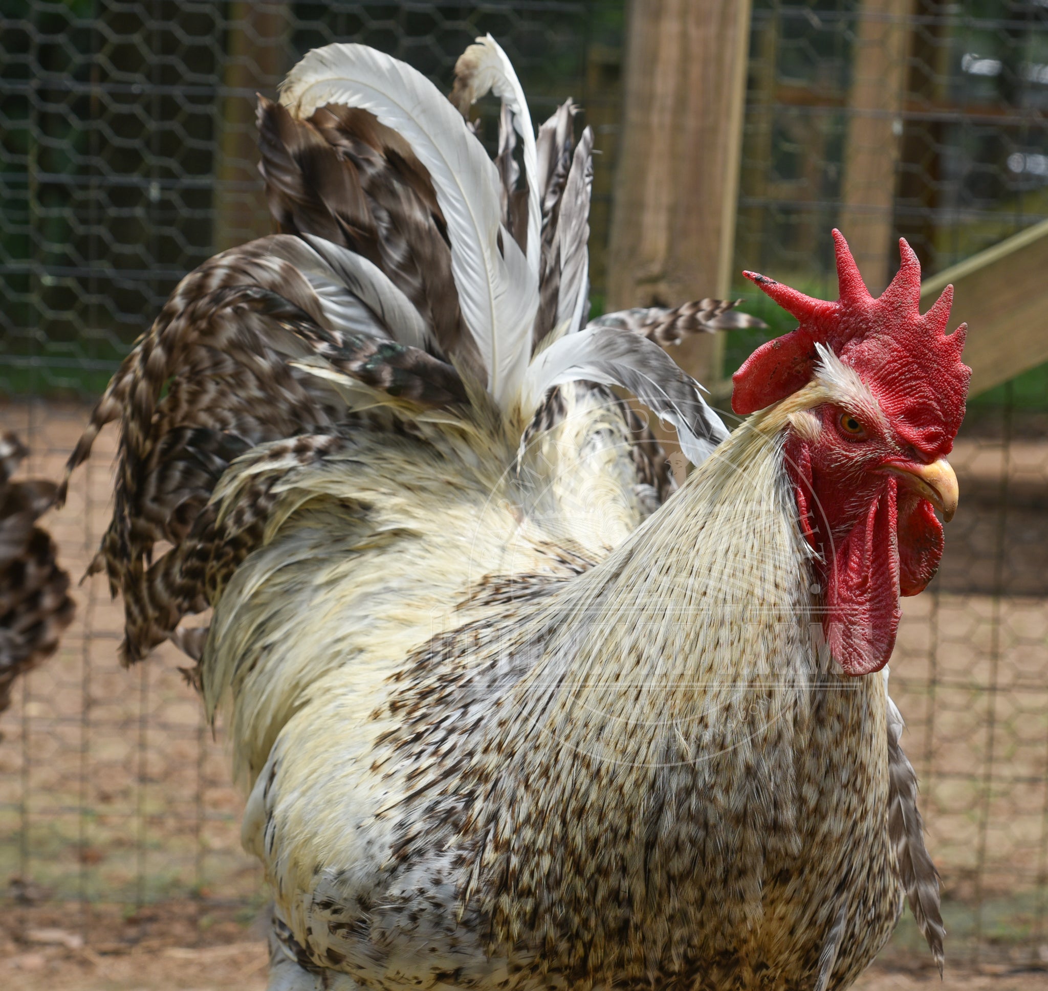 Silver Bielefelder