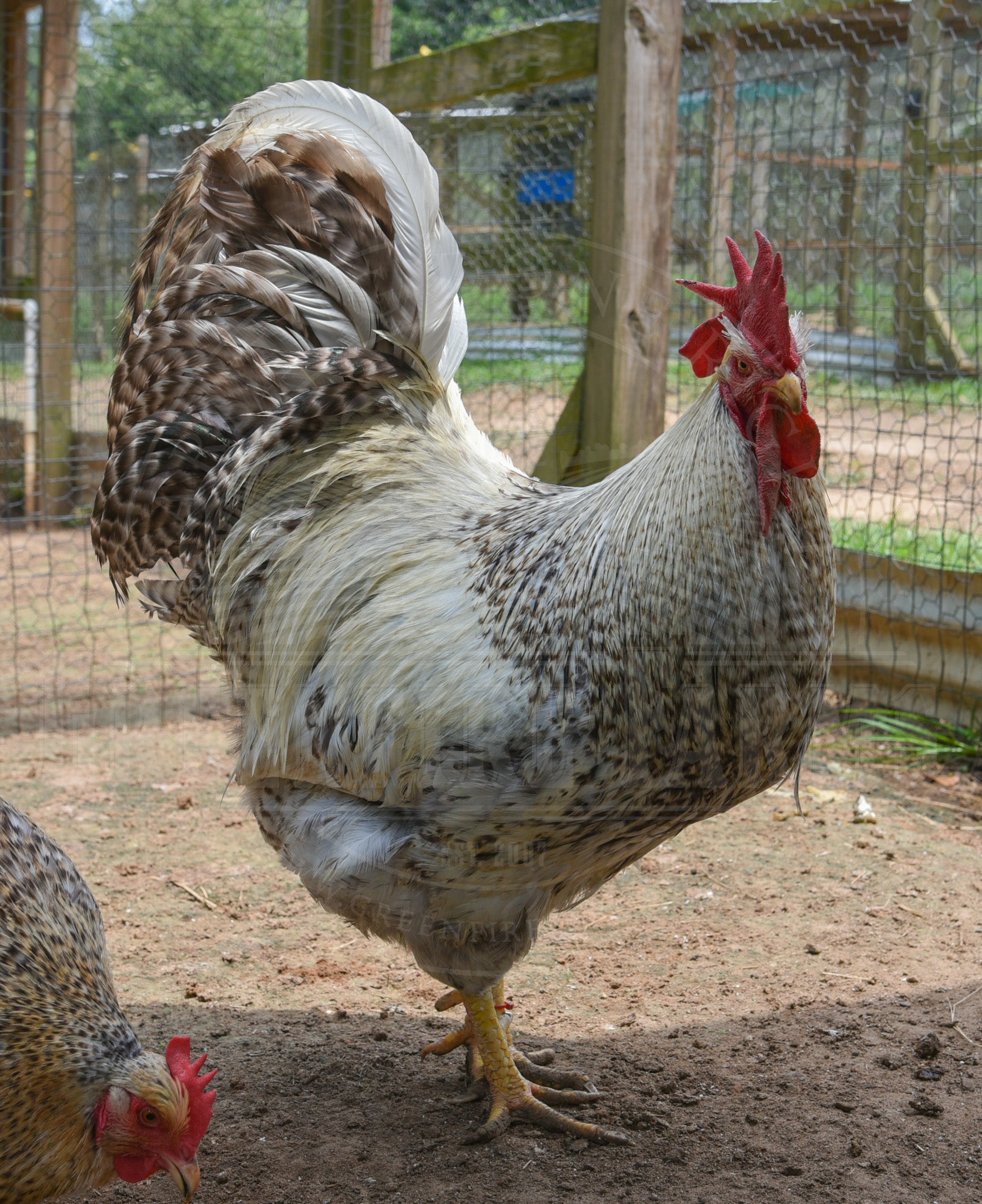 Silver Bielefelder