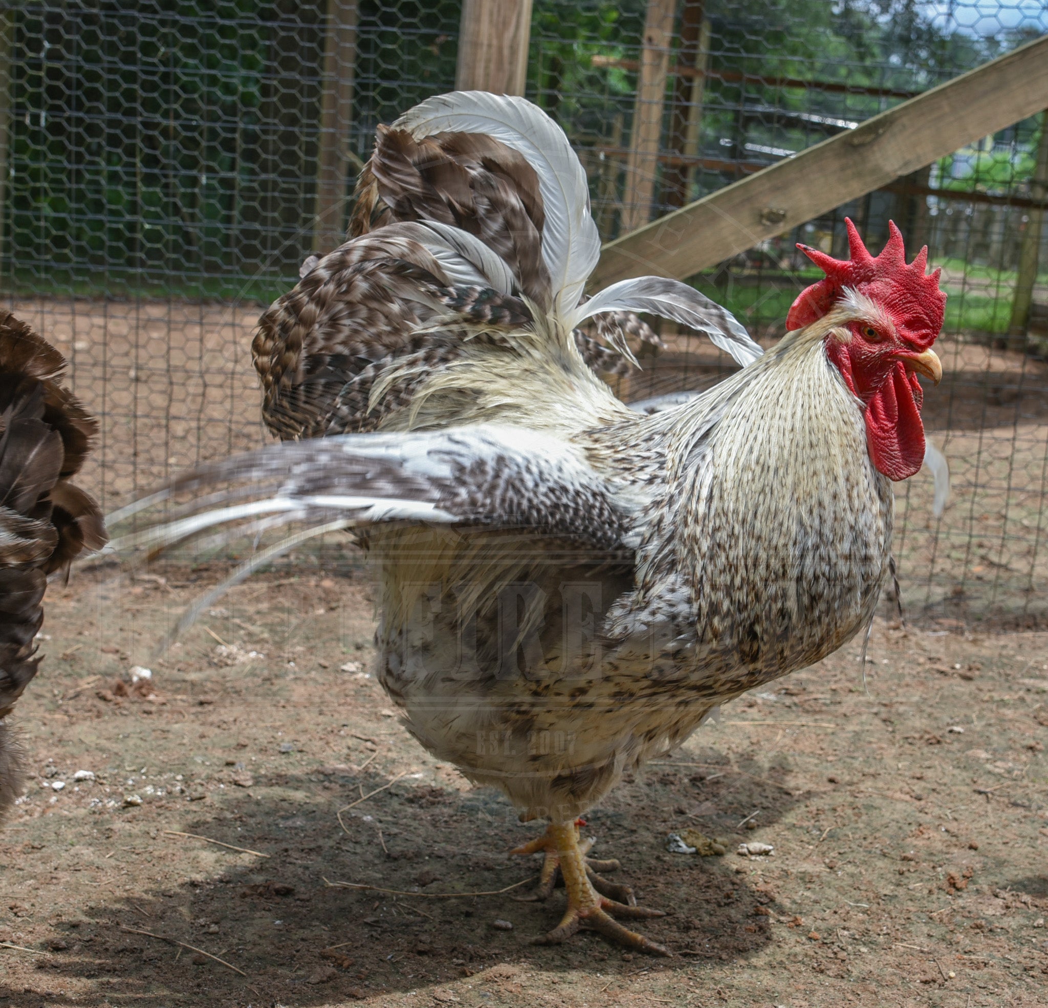 Silver Bielefelder