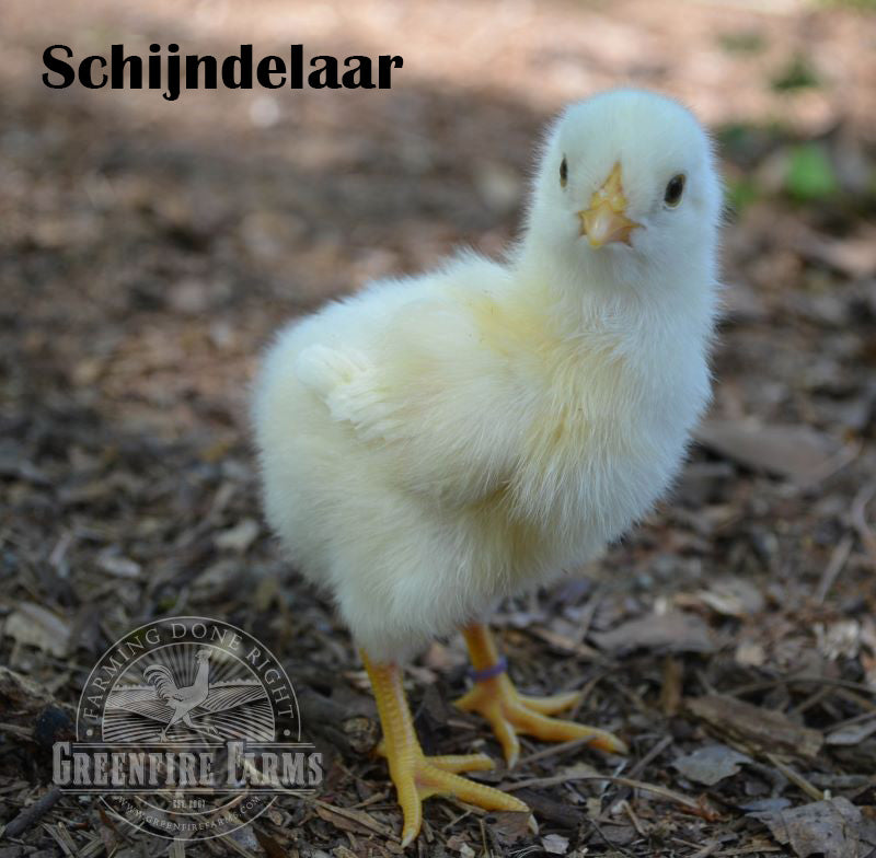 Blue and/or Green Egg Layer Assortment