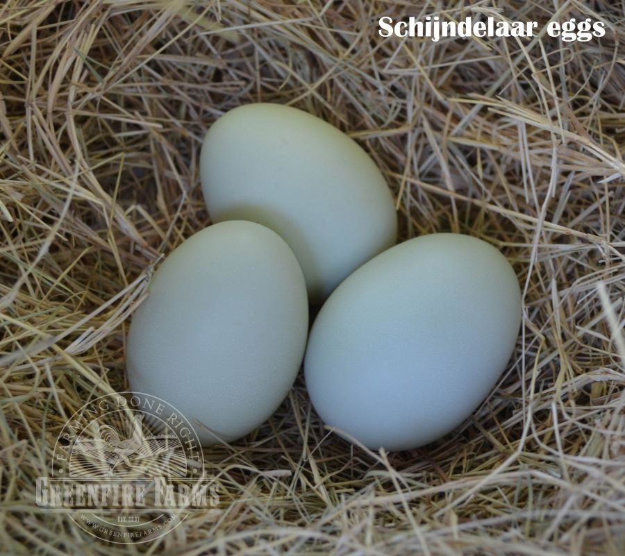 Blue and/or Green Egg Layer Assortment