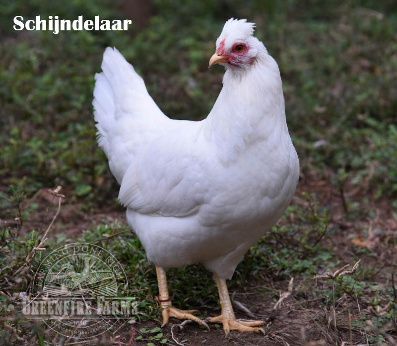 Blue and/or Green Egg Layer Assortment