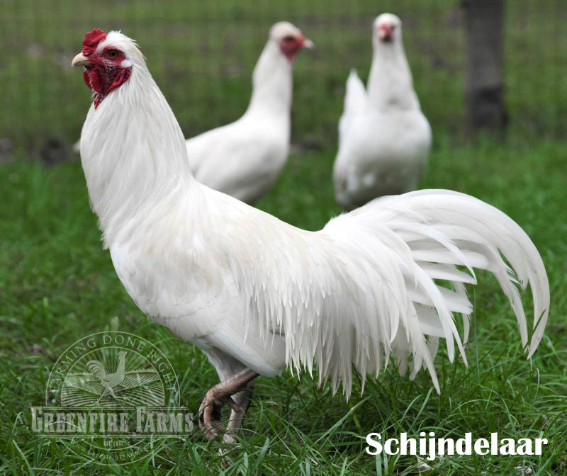 Cold Hardy Assortment