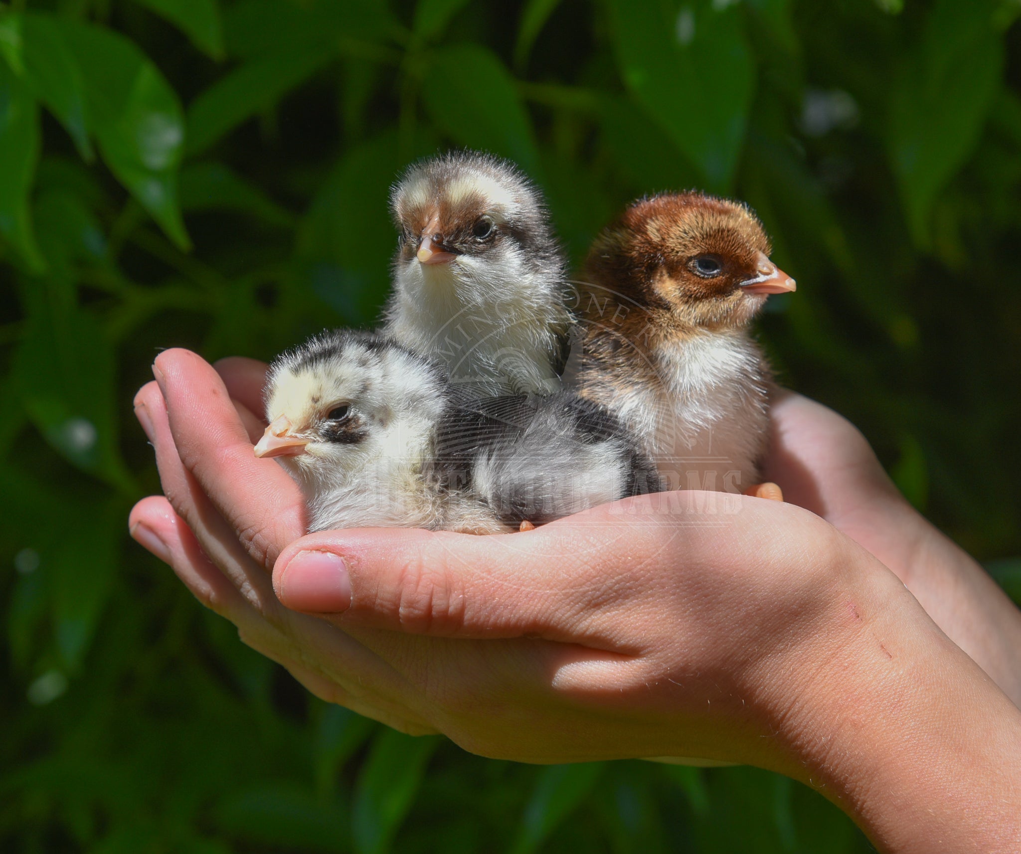 Swedish Flower Hen
