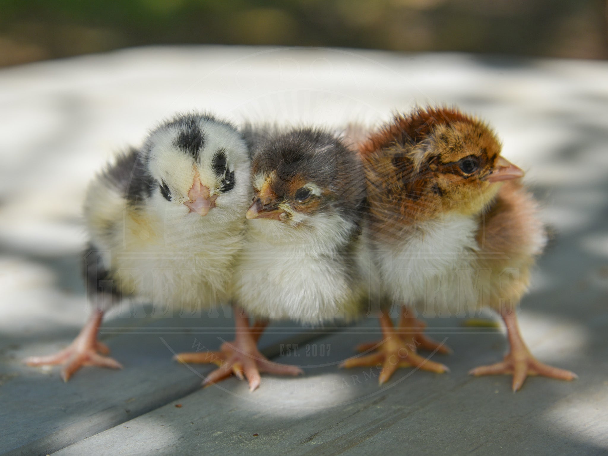 Swedish Flower Hen