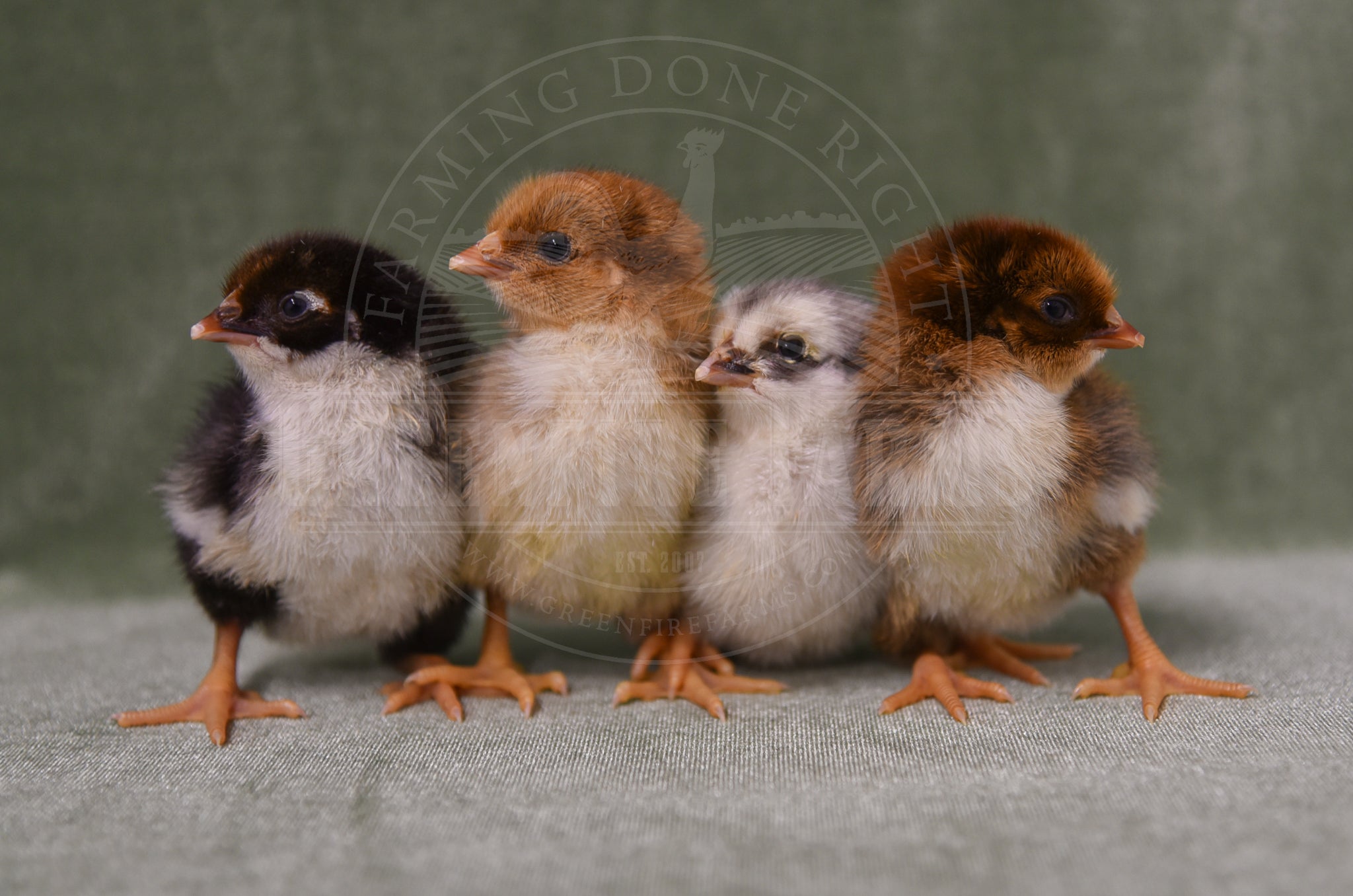 Swedish Flower Hen