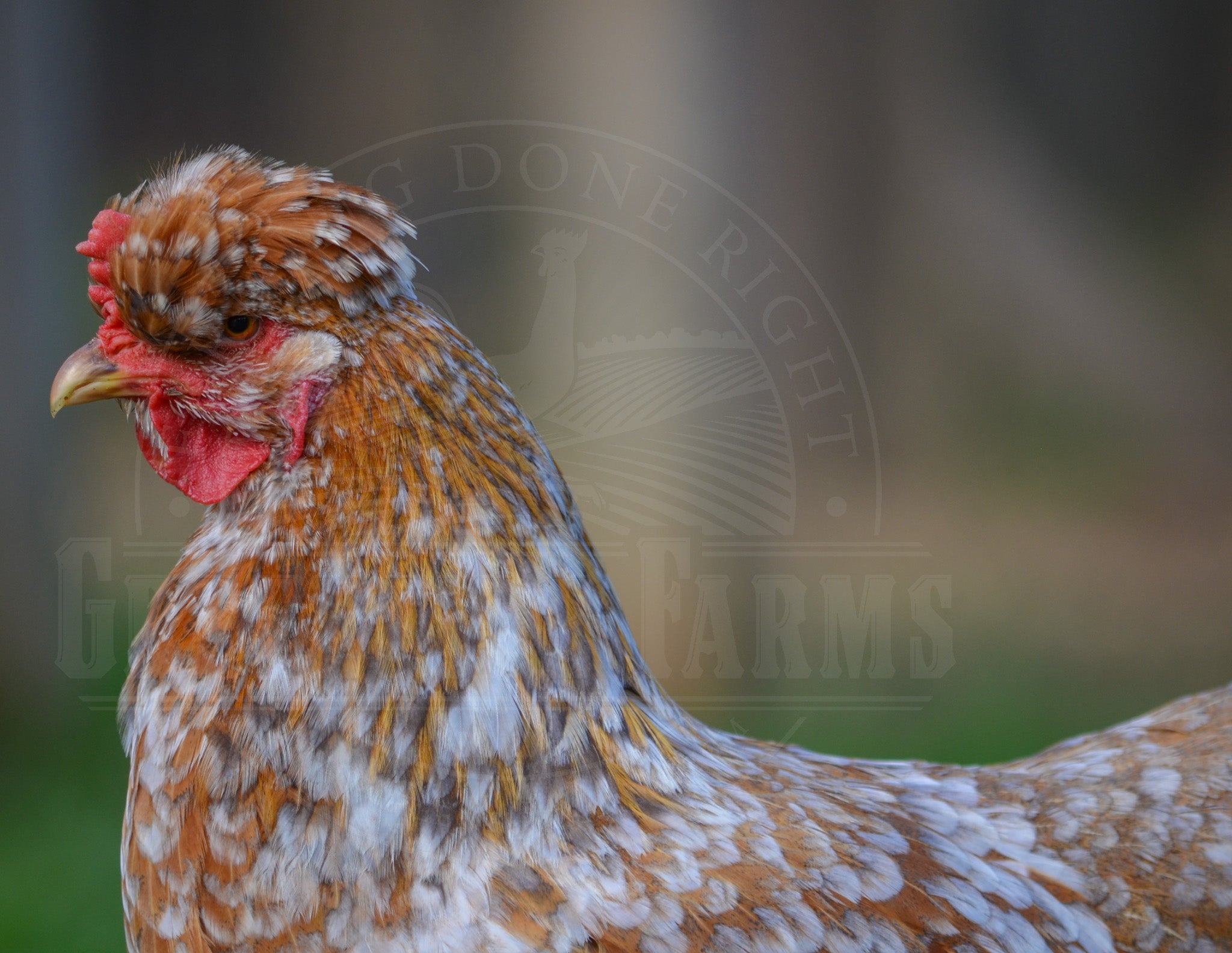 Swedish Flower Hen