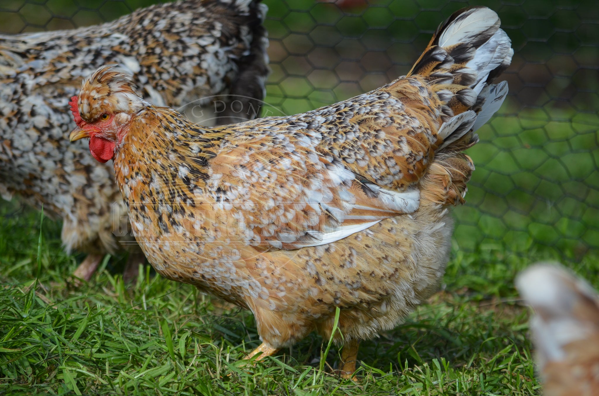 Swedish Flower Hen