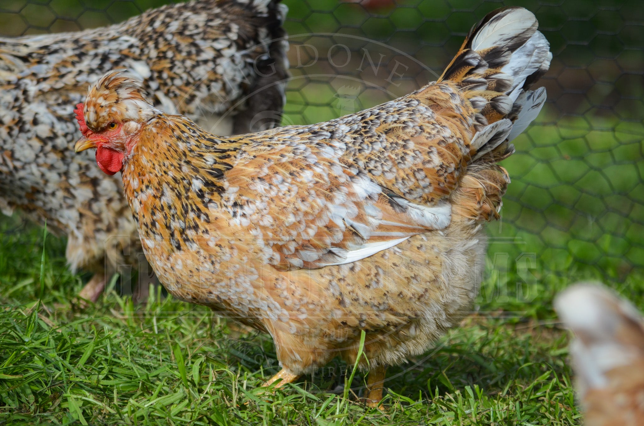 Swedish Flower Hen