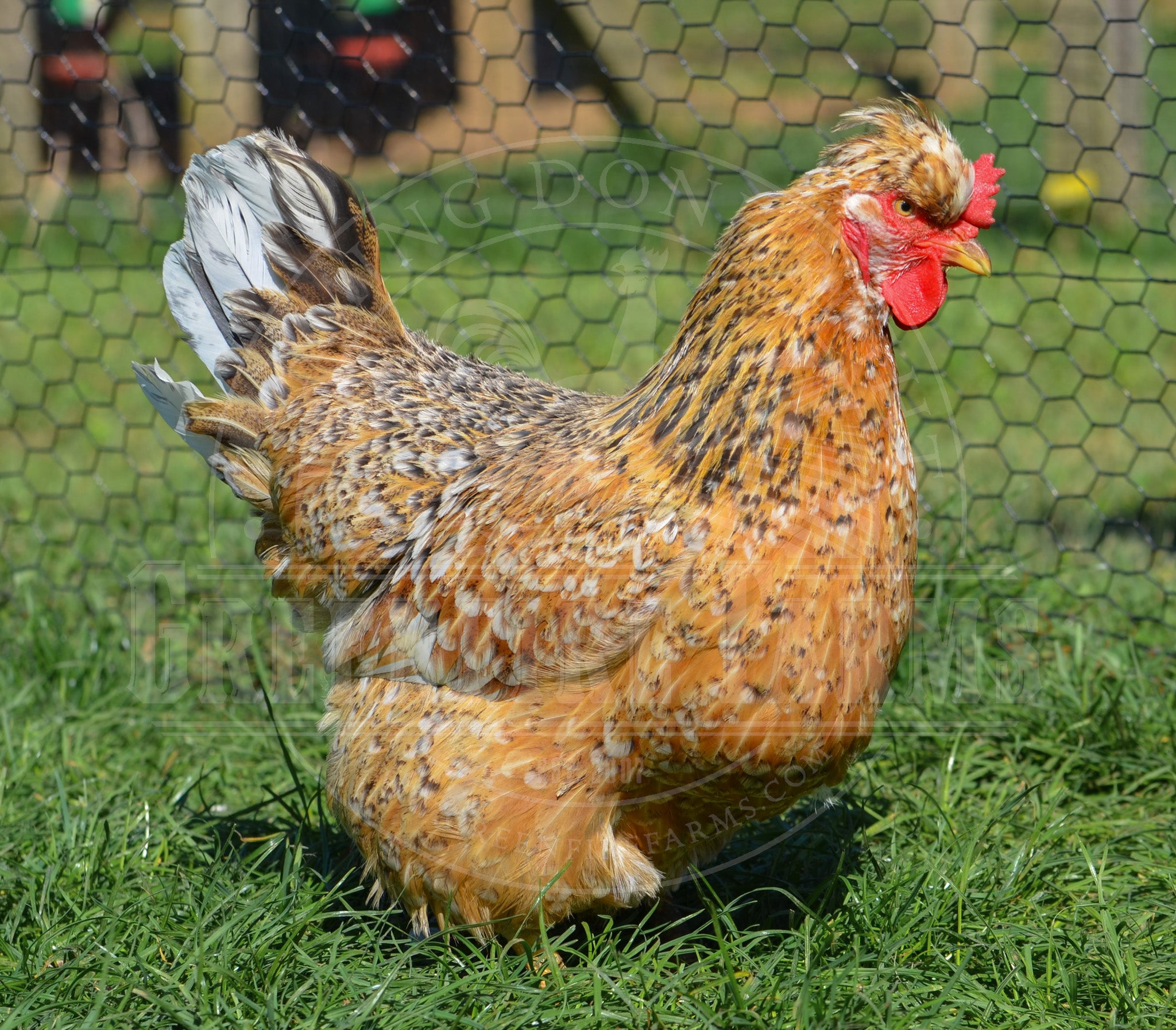 Swedish Flower Hen