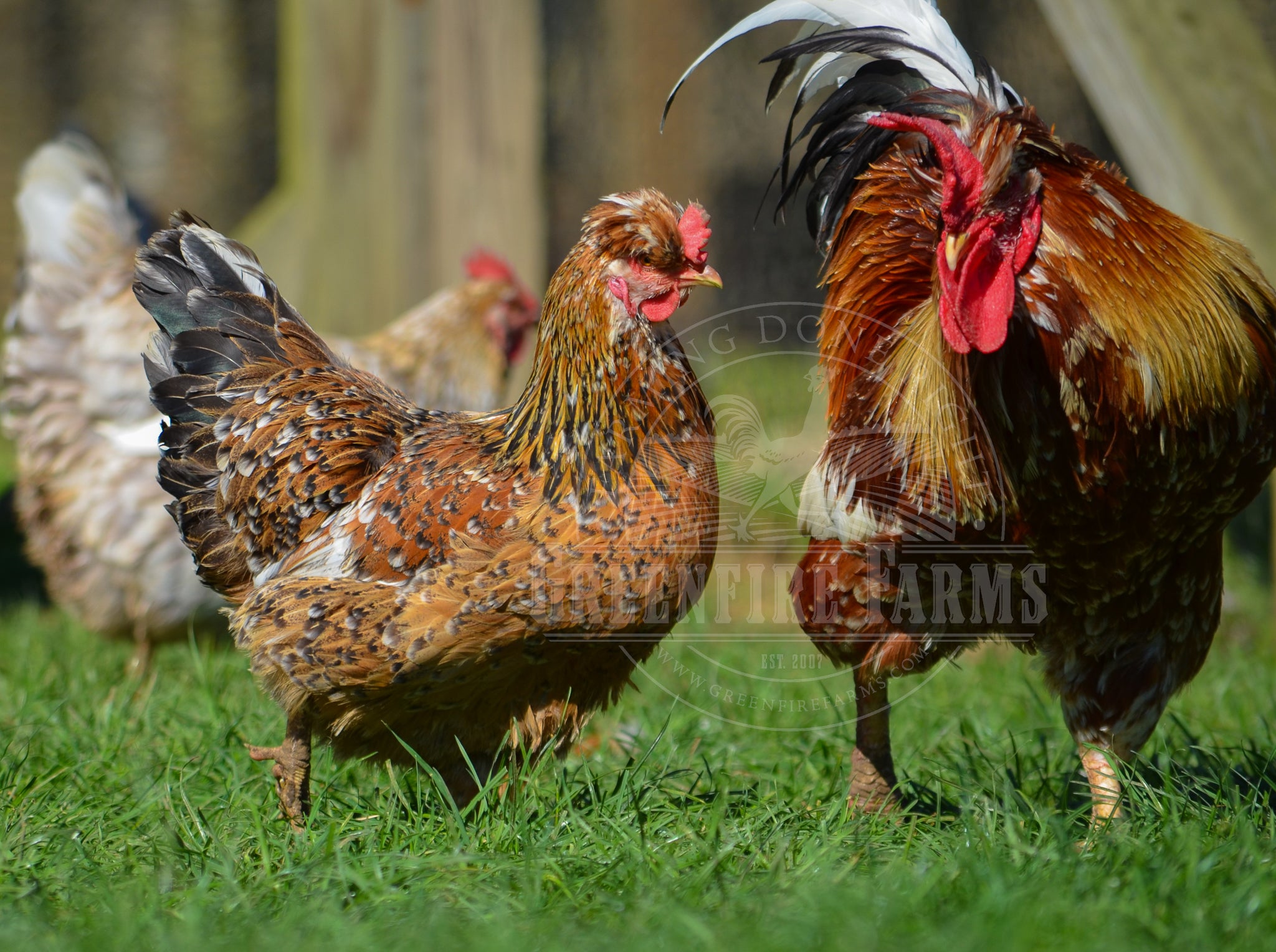 Swedish Flower Hen