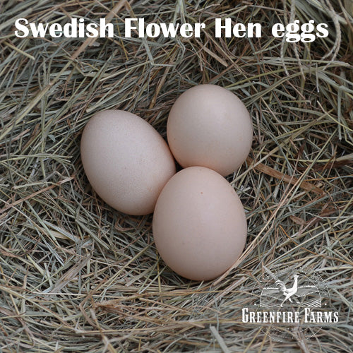 Swedish Flower Hen