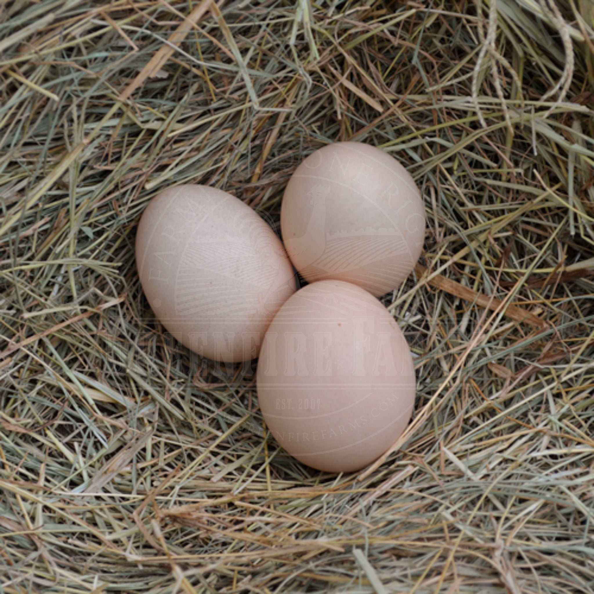Swedish Flower Hen