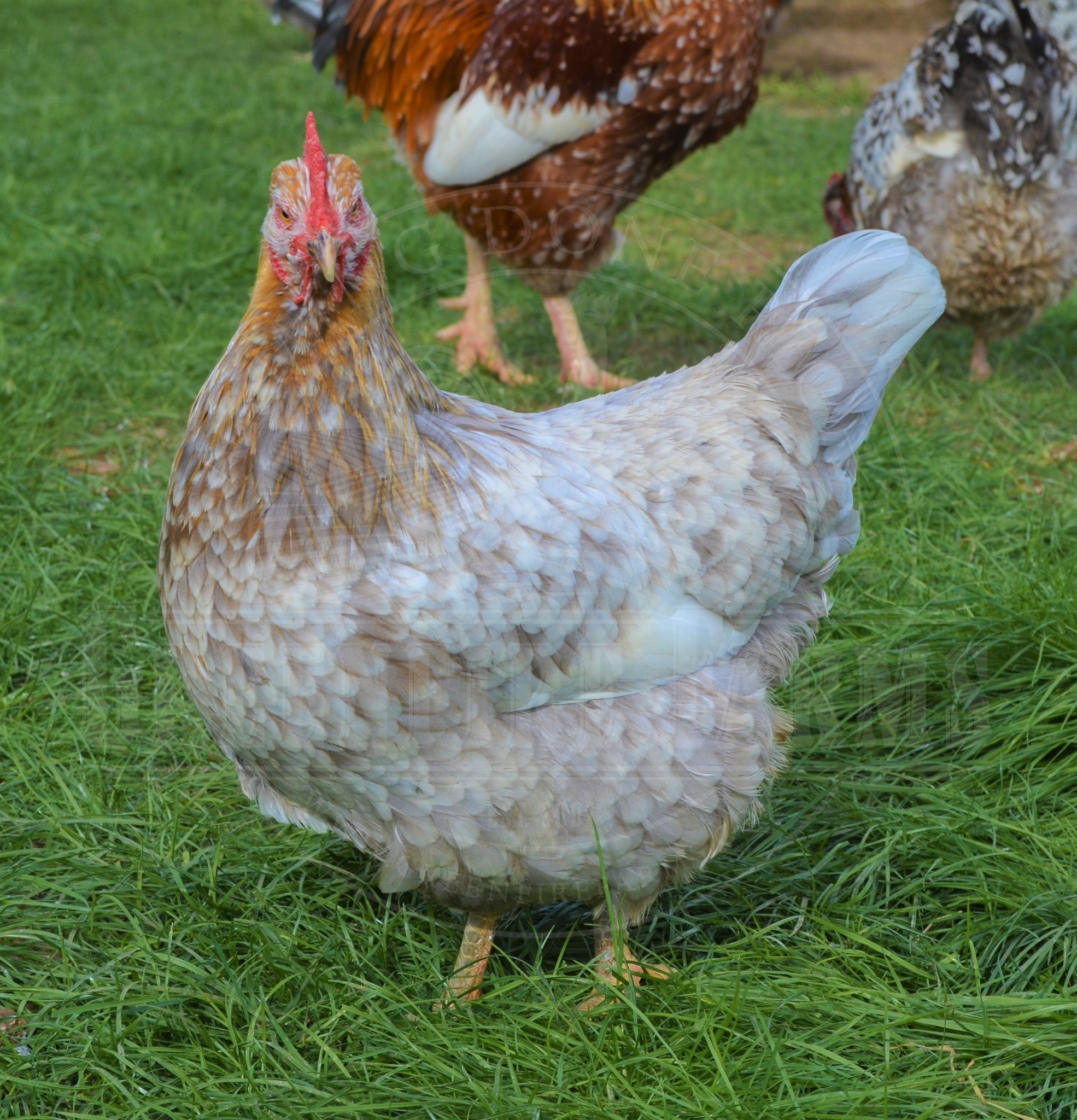 Swedish Flower Hen
